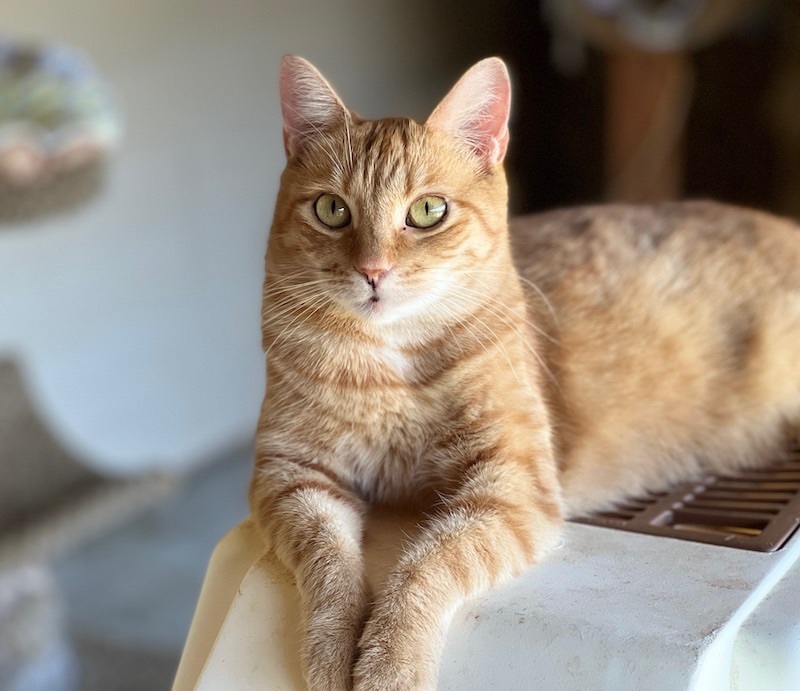 Tango, a Adoptable Tabby in Palmyra, VA image 5/6