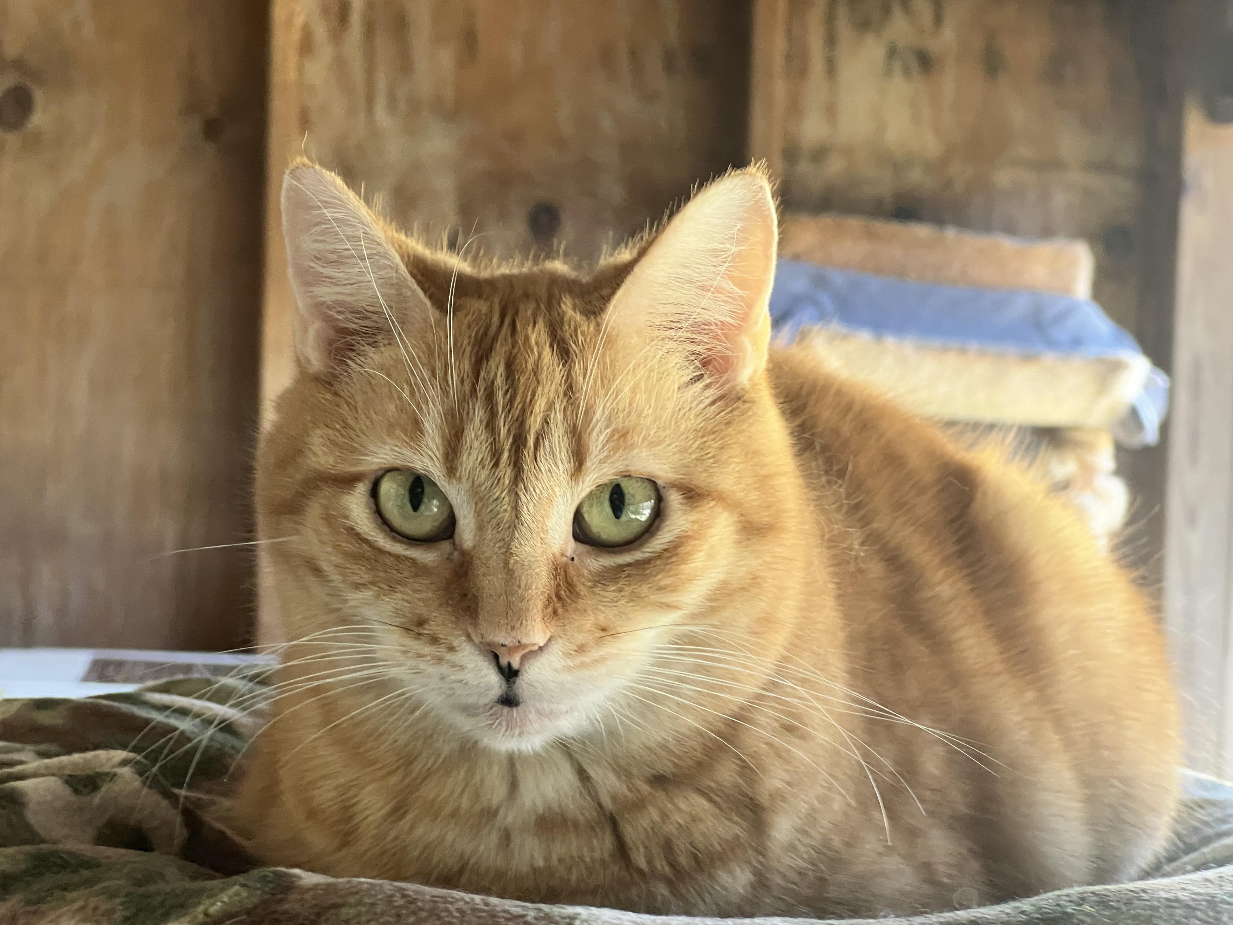 Enlarge Tango, a Adoptable Tabby in Palmyra, VA image 6/6