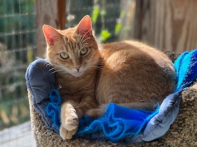 Tango, a Adoptable Tabby in Palmyra, VA image 6/6
