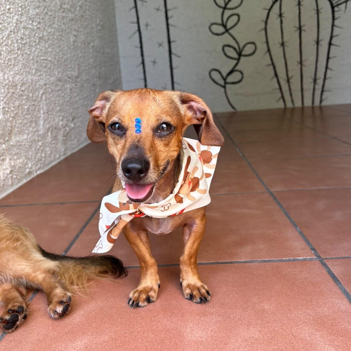 Enlarge Emanuelle, a Adoptable Miniature Dachshund in Baltimore, MD image 5/6