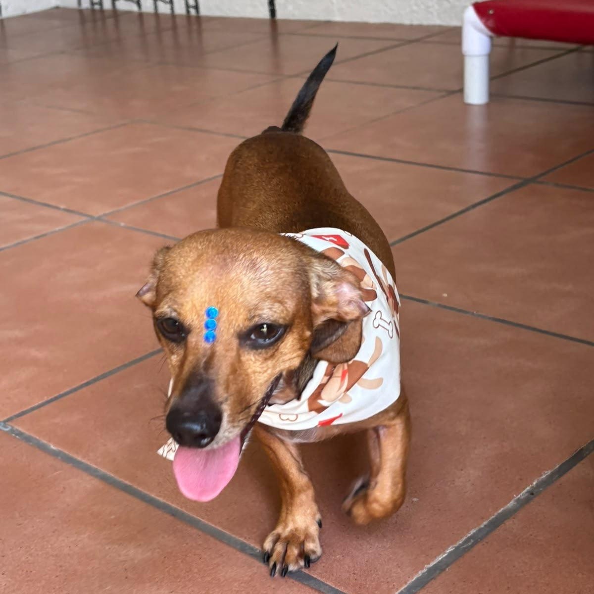 Enlarge Emanuelle, a Adoptable Miniature Dachshund in Baltimore, MD image 3/6