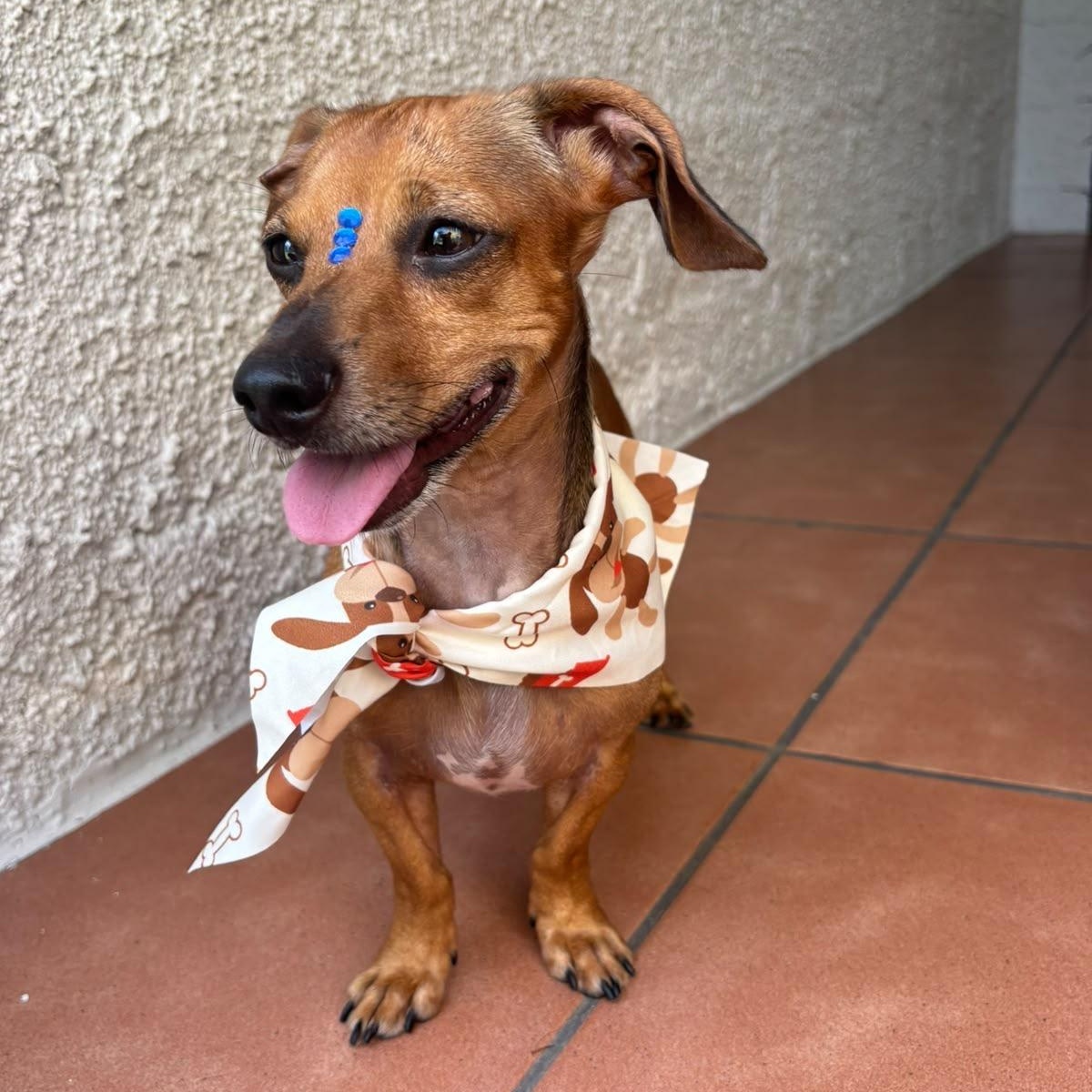 Enlarge Emanuelle, a Adoptable Miniature Dachshund in Baltimore, MD image 4/6