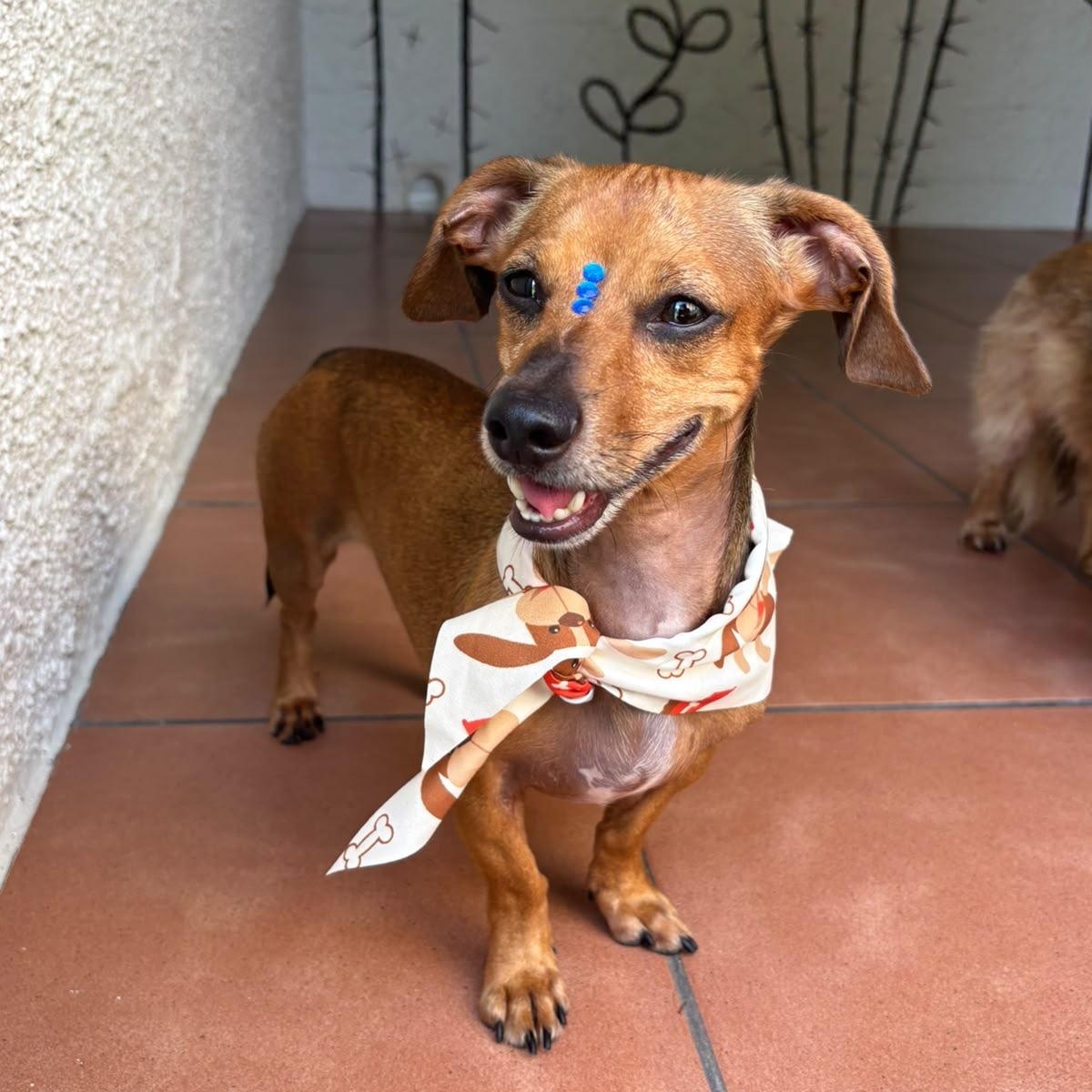 Enlarge Emanuelle, a Adoptable Miniature Dachshund in Baltimore, MD image 6/6