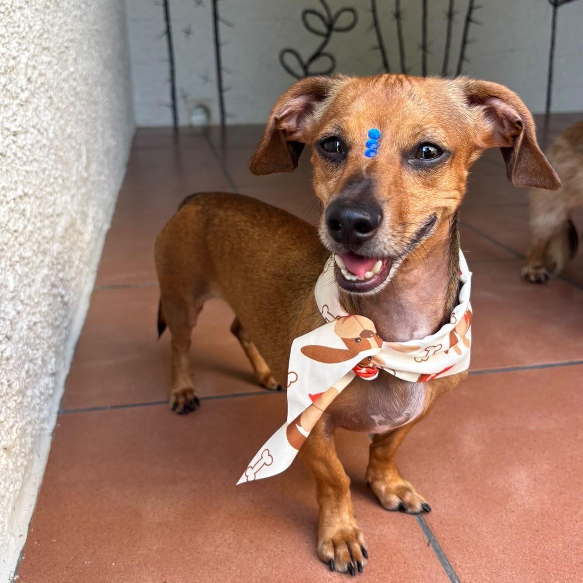 Emanuelle, Adoptable, Adult Male Miniature Dachshund.