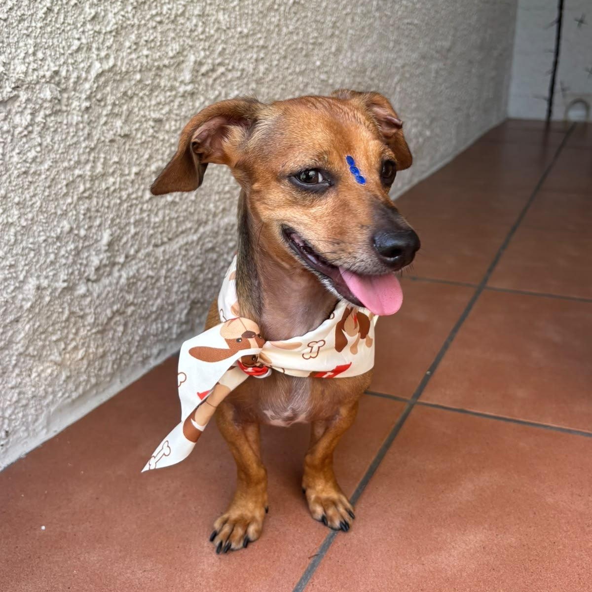 Enlarge Emanuelle, a Adoptable Miniature Dachshund in Baltimore, MD image 2/6