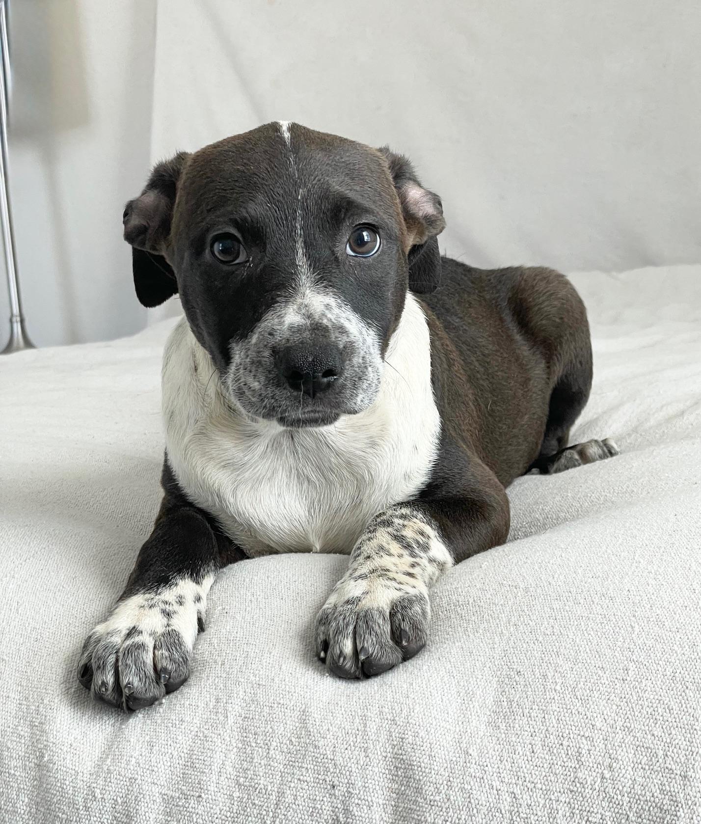 Cuddly Kelly, a ADOPTABLE mixed breed in West Hartford , CT image 1/4