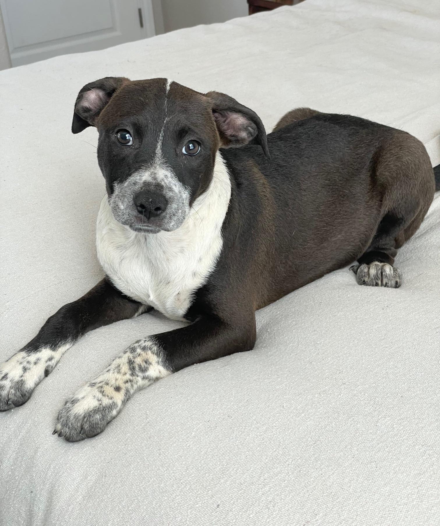 Cuddly Kelly, a ADOPTABLE mixed breed in West Hartford , CT image 2/4