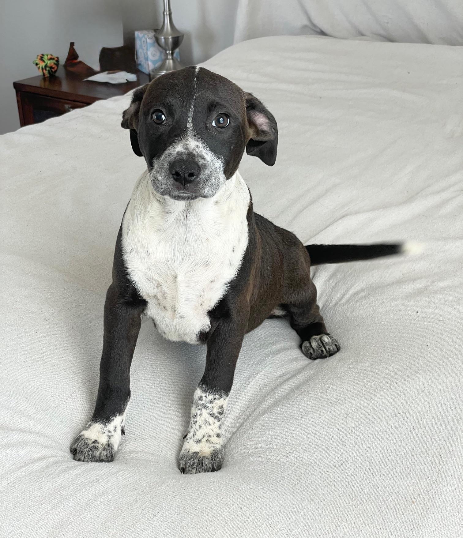 Cuddly Kelly, a ADOPTABLE mixed breed in West Hartford , CT image 3/4