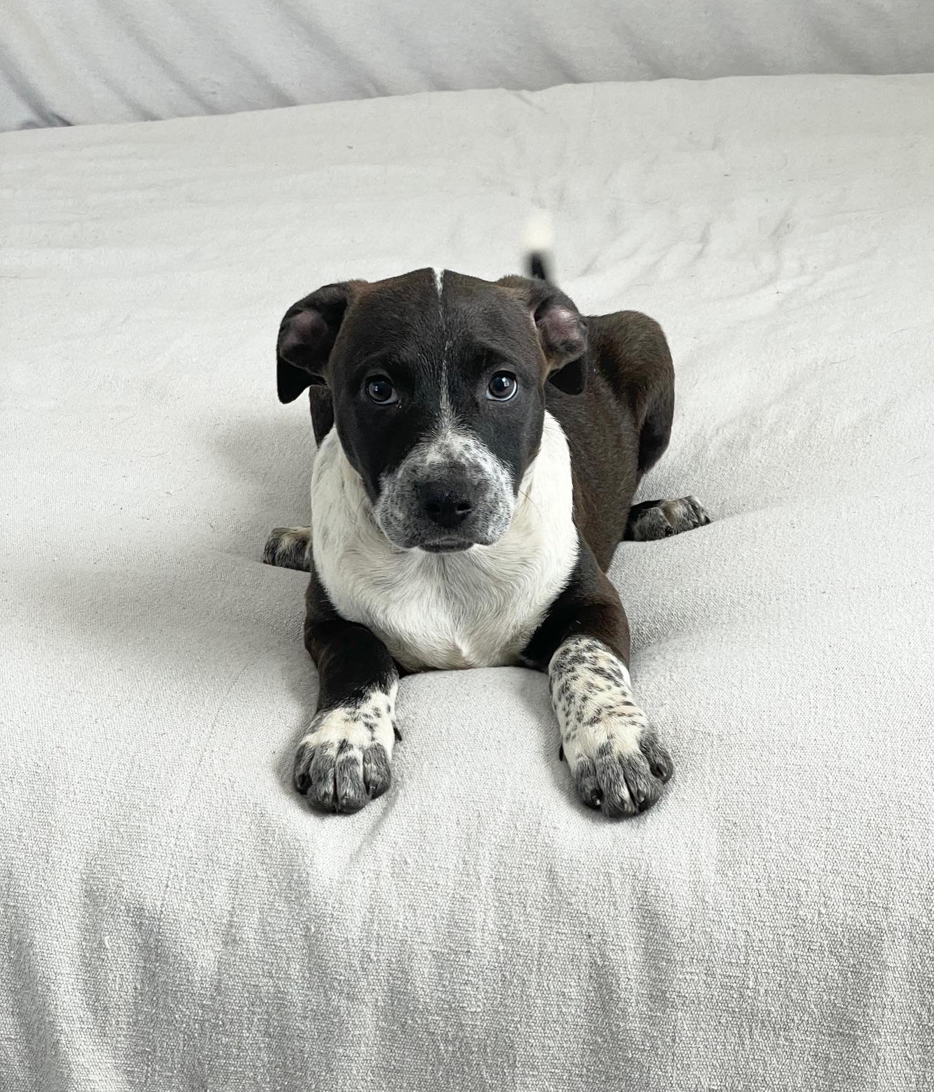 Cuddly Kelly, a ADOPTABLE mixed breed in West Hartford , CT image 4/4