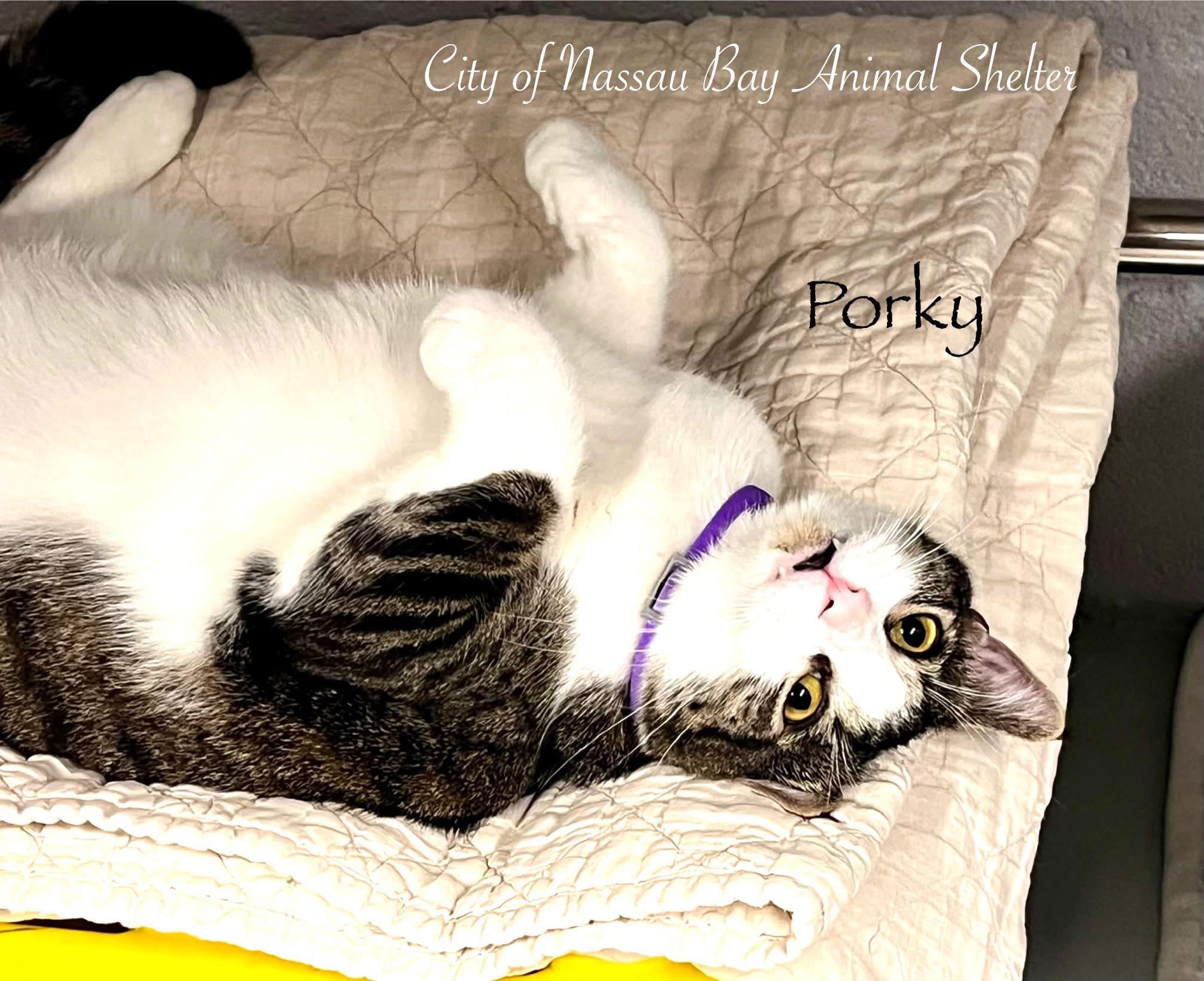 Enlarge F37-26 Porky, a Adoptable Domestic Short Hair in Nassau Bay, TX image 2/2