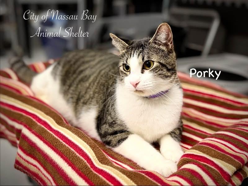 F37-26 Porky, Adoptable, Adult Male Domestic Short Hair.