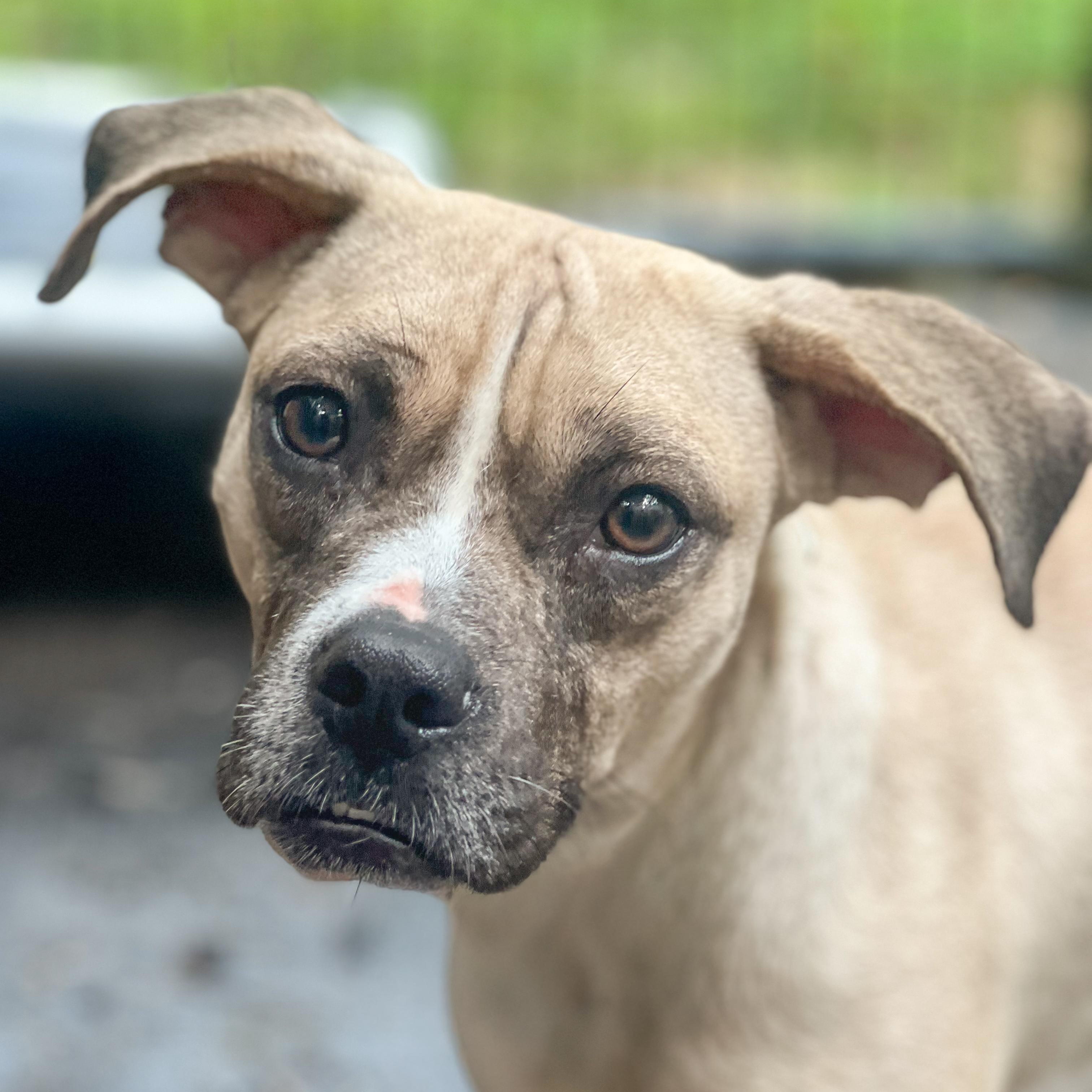 Fiona, Adoptable, Young Female Pit Bull Terrier & Chihuahua.
