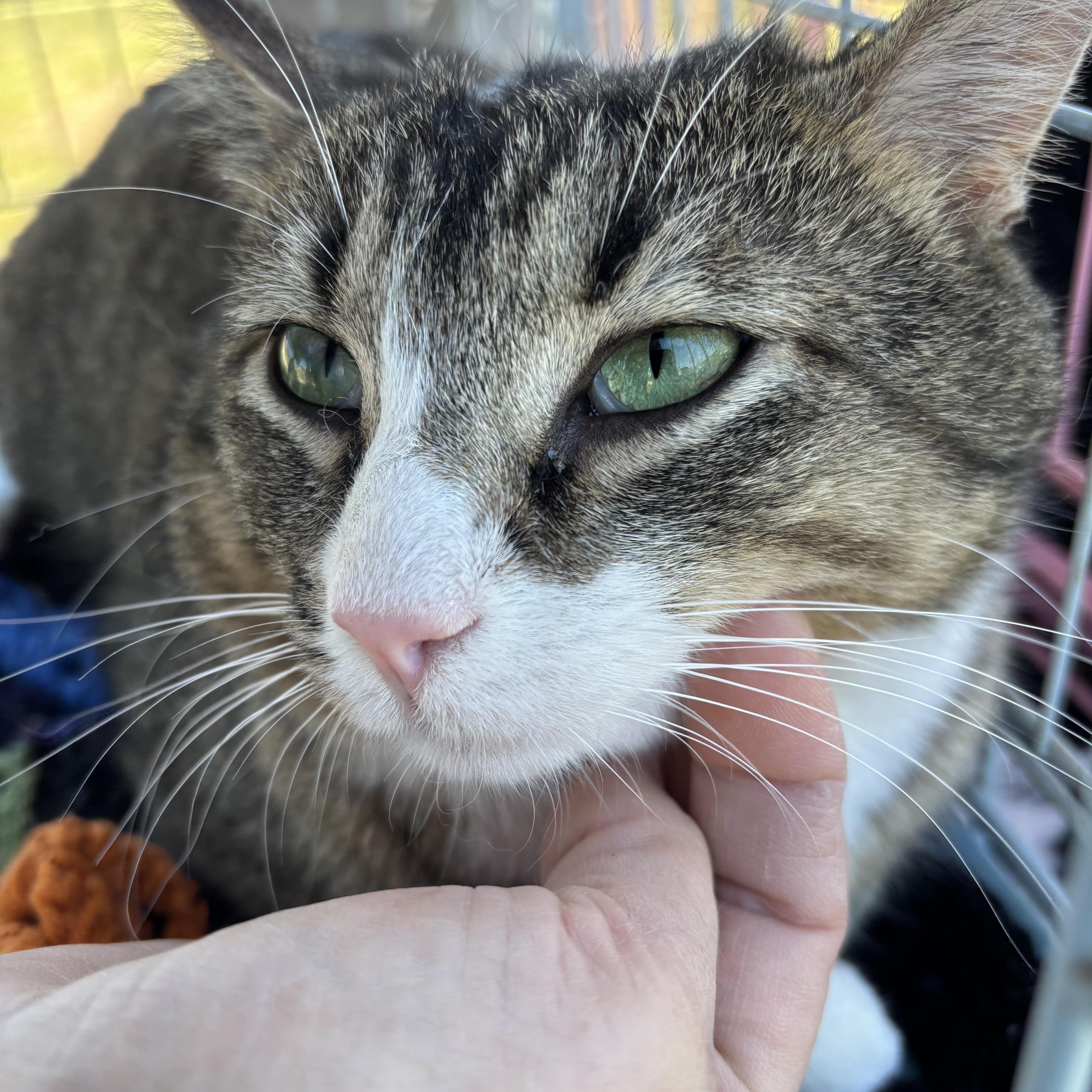Enlarge Oboe, a ADOPTABLE Domestic Short Hair in Easley, SC image 2/4