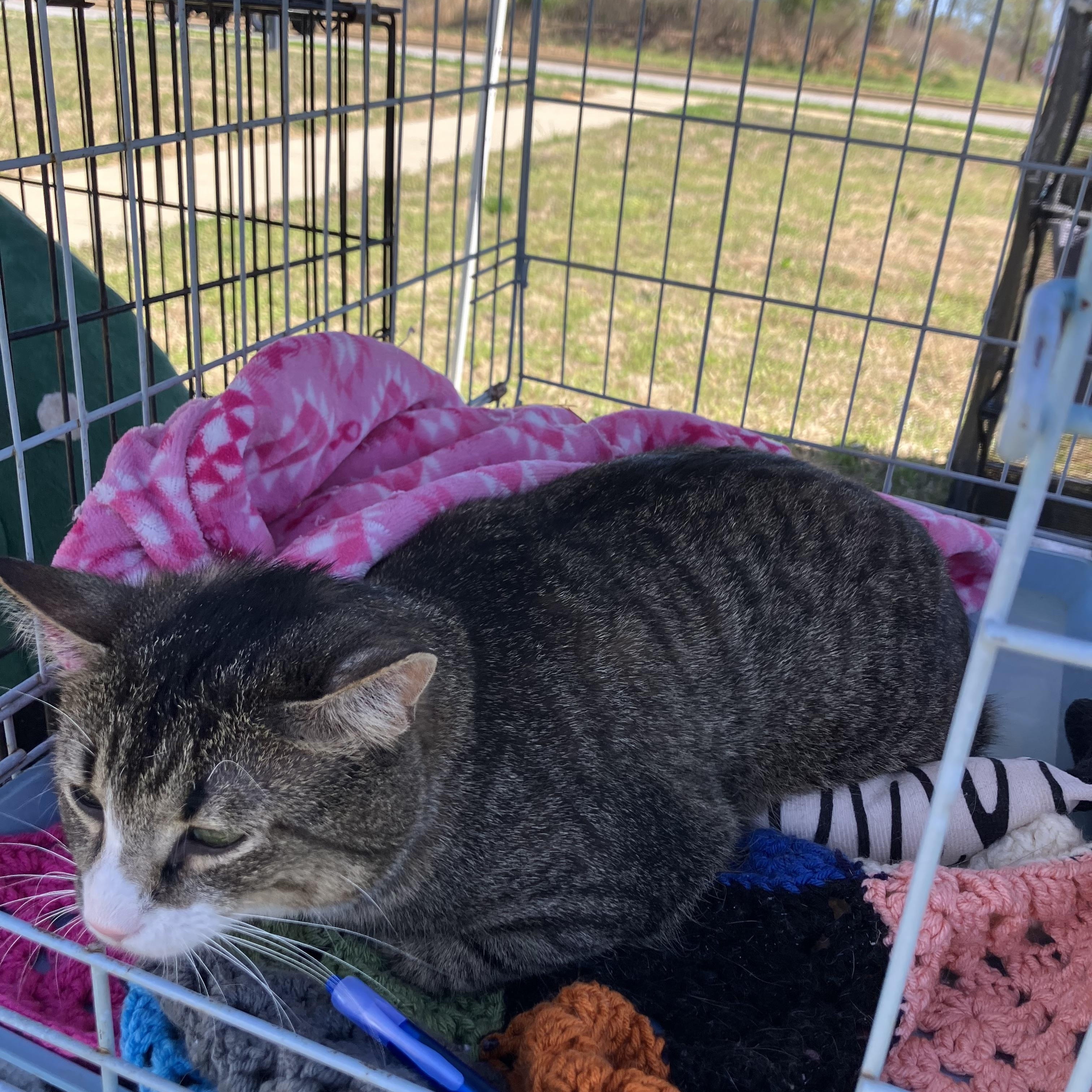 Enlarge Oboe, a ADOPTABLE Domestic Short Hair in Easley, SC image 3/4