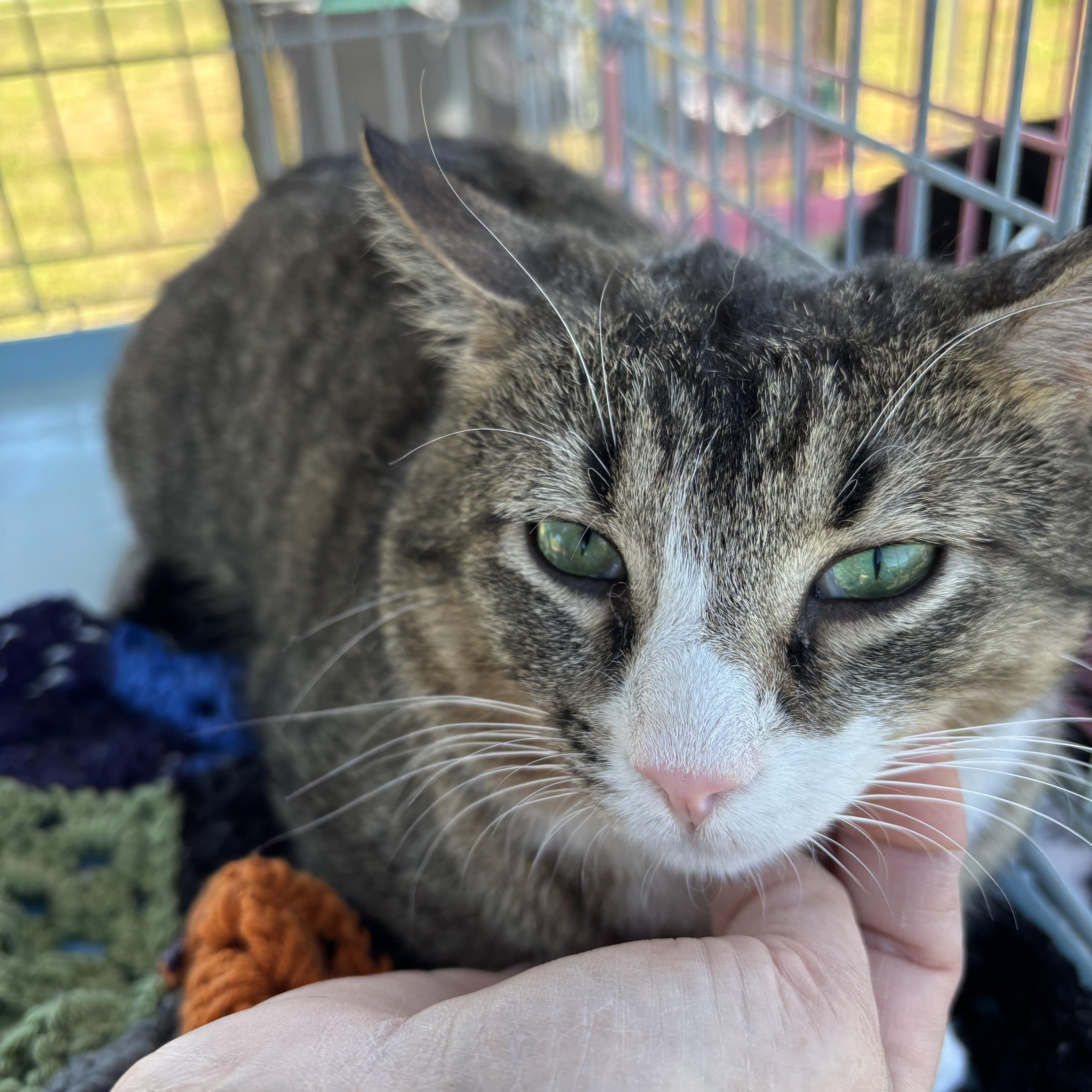 Oboe, ADOPTABLE, Adult Male Domestic Short Hair.