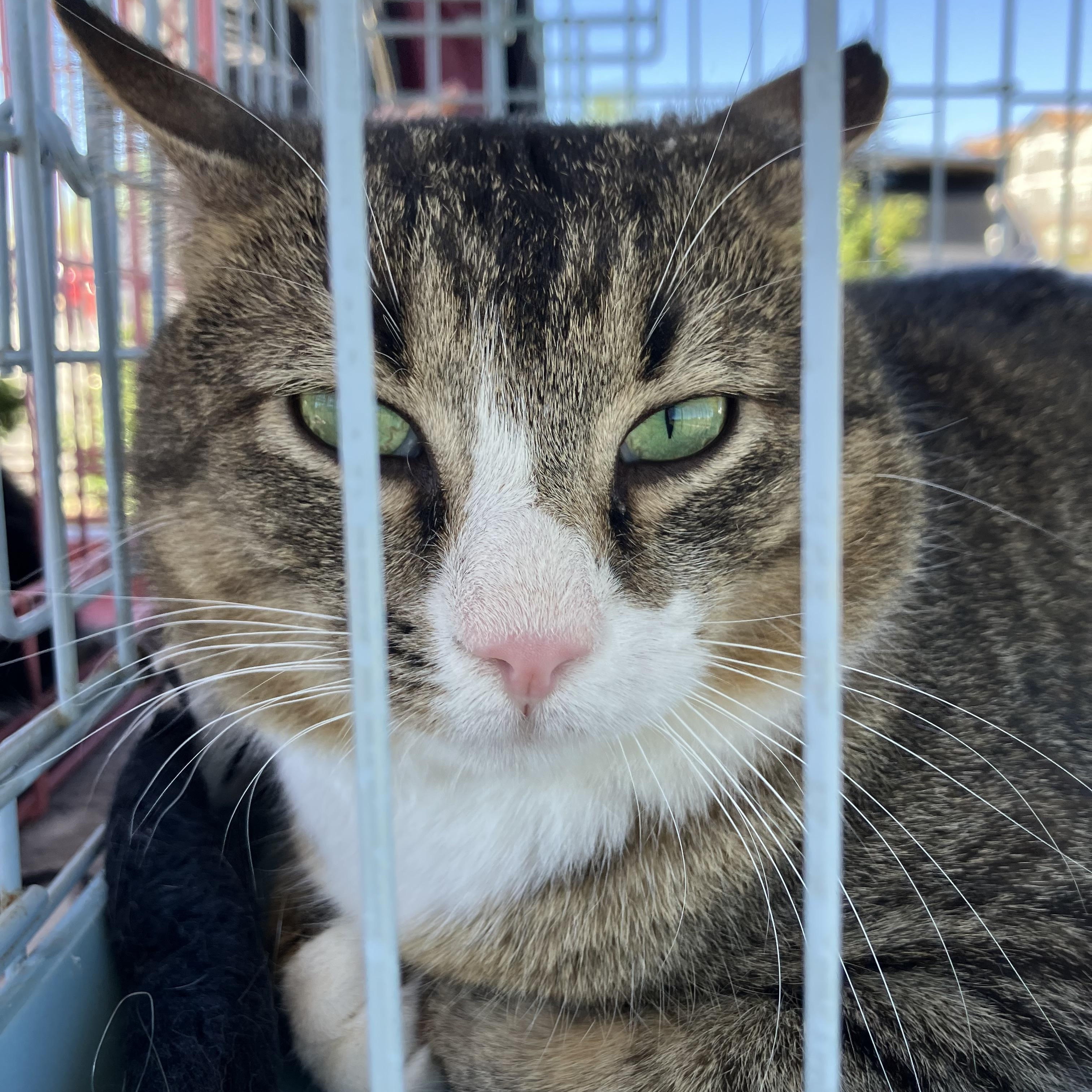 Enlarge Oboe, a ADOPTABLE Domestic Short Hair in Easley, SC image 4/4