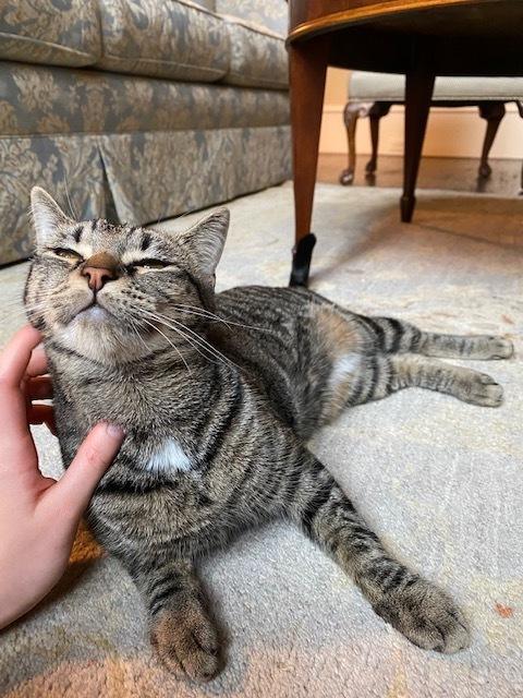 Eva, a Adopted Domestic Short Hair in Richardson, TX image 1/3