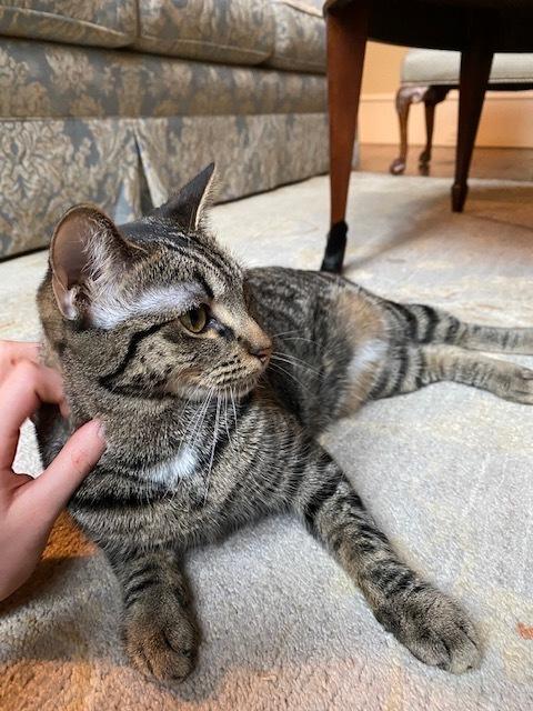 Eva, a Adopted Domestic Short Hair in Richardson, TX image 2/3