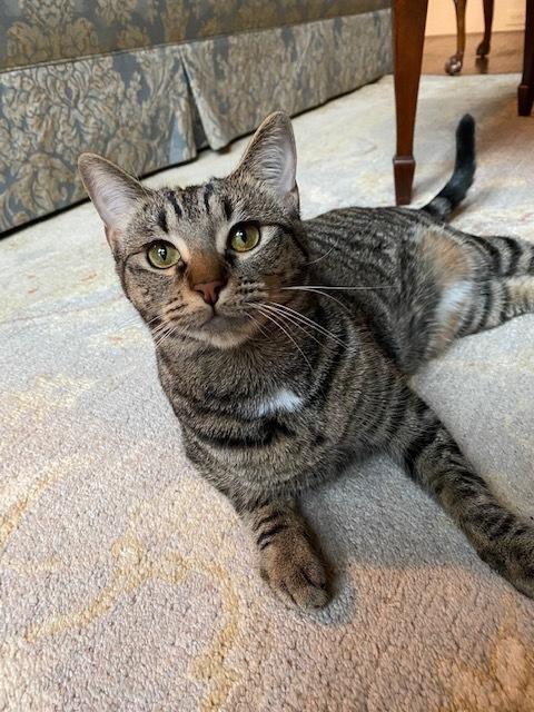 Eva, a Adopted Domestic Short Hair in Richardson, TX image 3/3