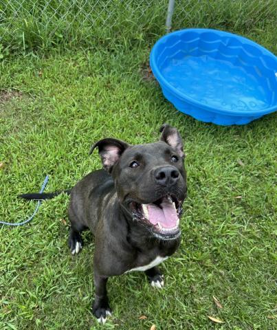 RIPTIDE, Adoptable, Adult Male Mixed Breed.