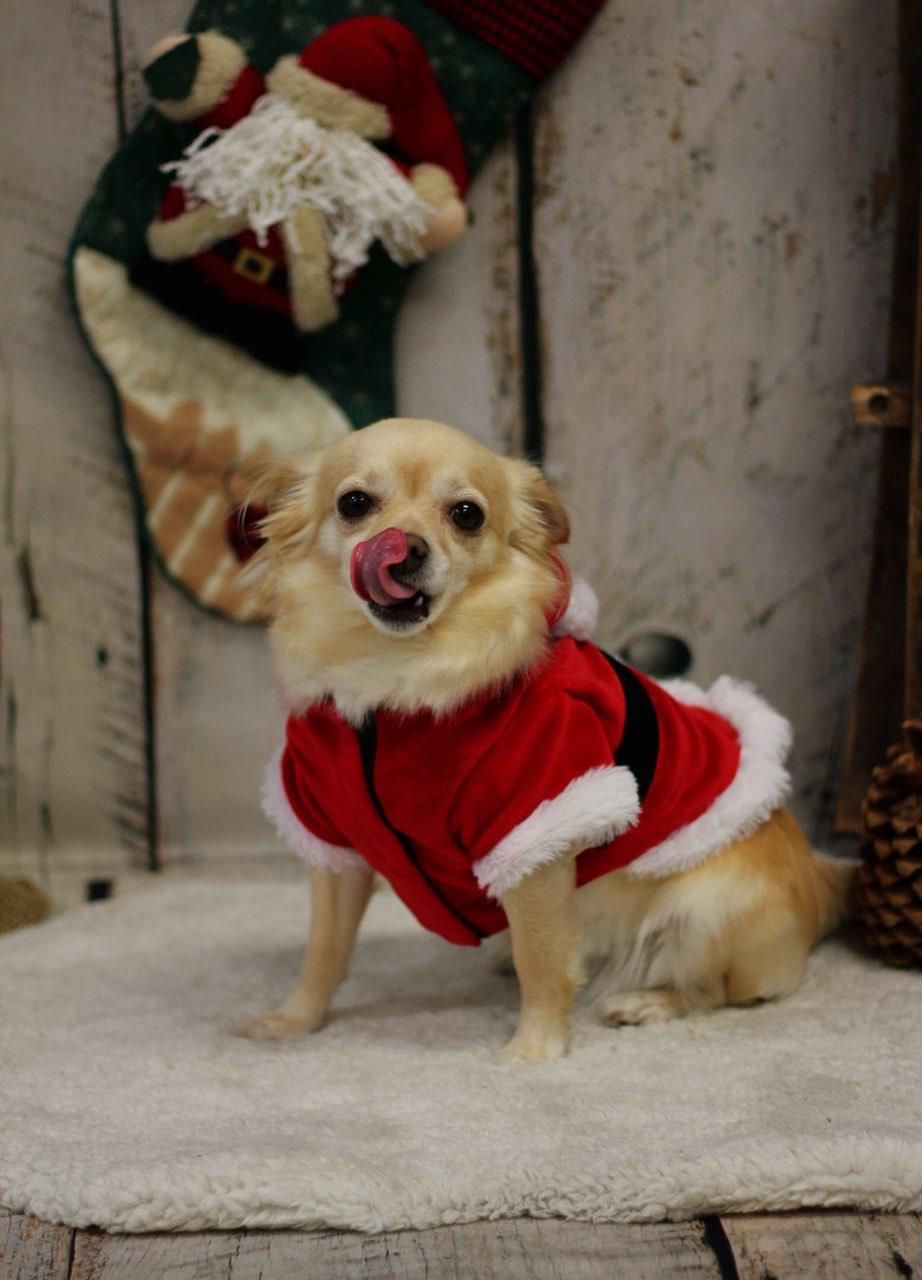 Bambi, ADOPTABLE, Adult Female Pomeranian & Chihuahua.