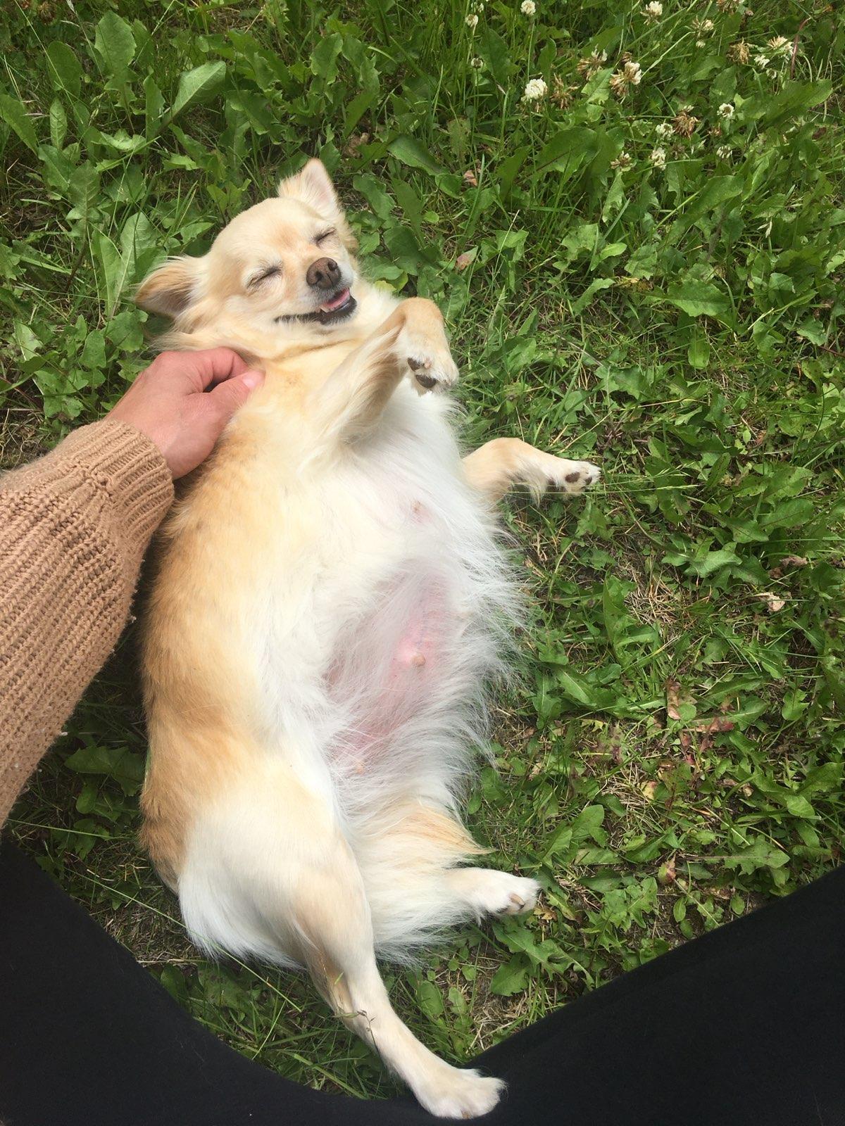 Enlarge Bambi, a ADOPTABLE mixed breed in Surrey, BC image 2/4