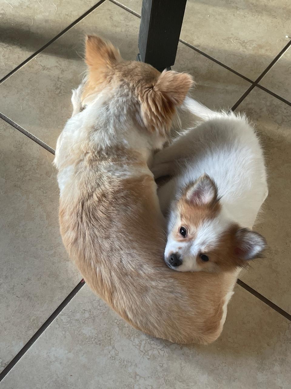 Enlarge Bambi, a ADOPTABLE mixed breed in Surrey, BC image 3/4