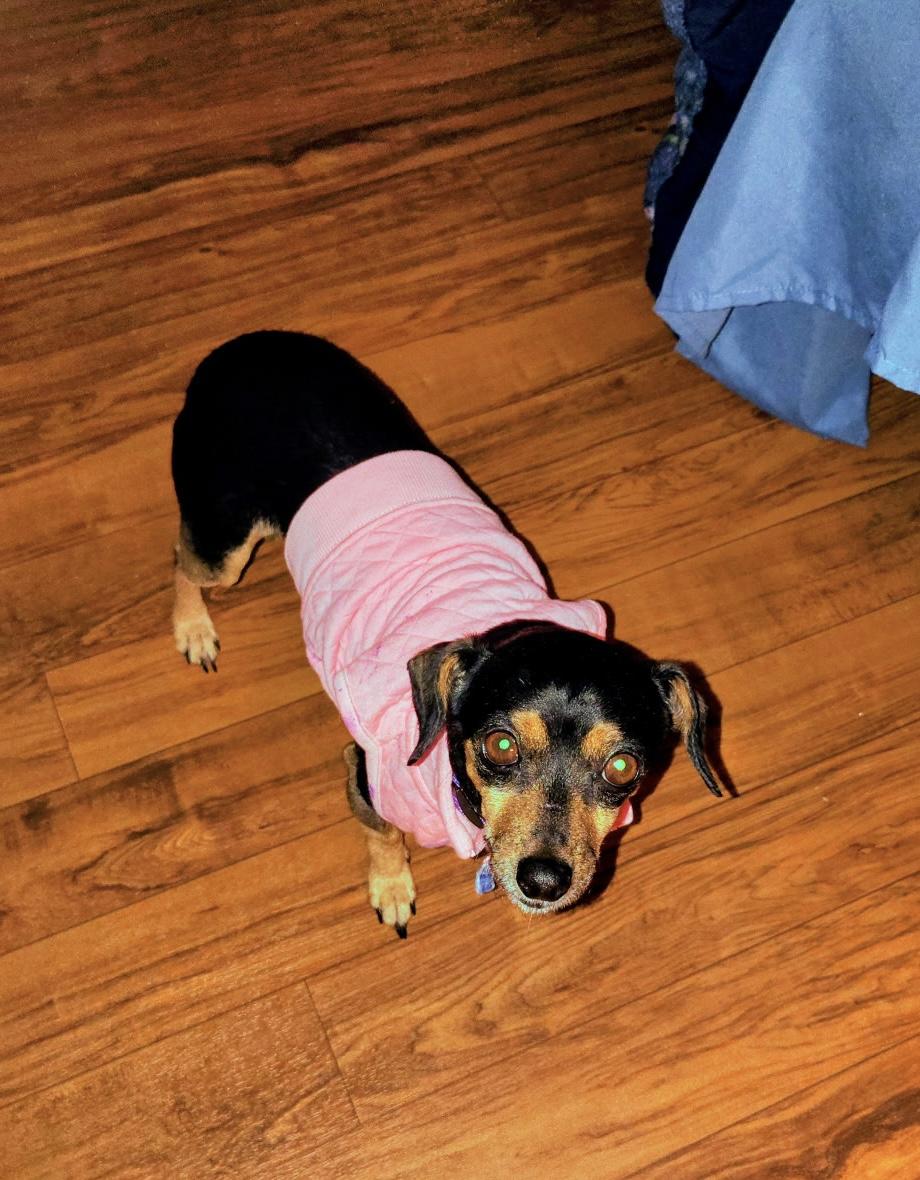 Enlarge Raya, a Adoptable mixed breed in Chickasha, OK image 2/2