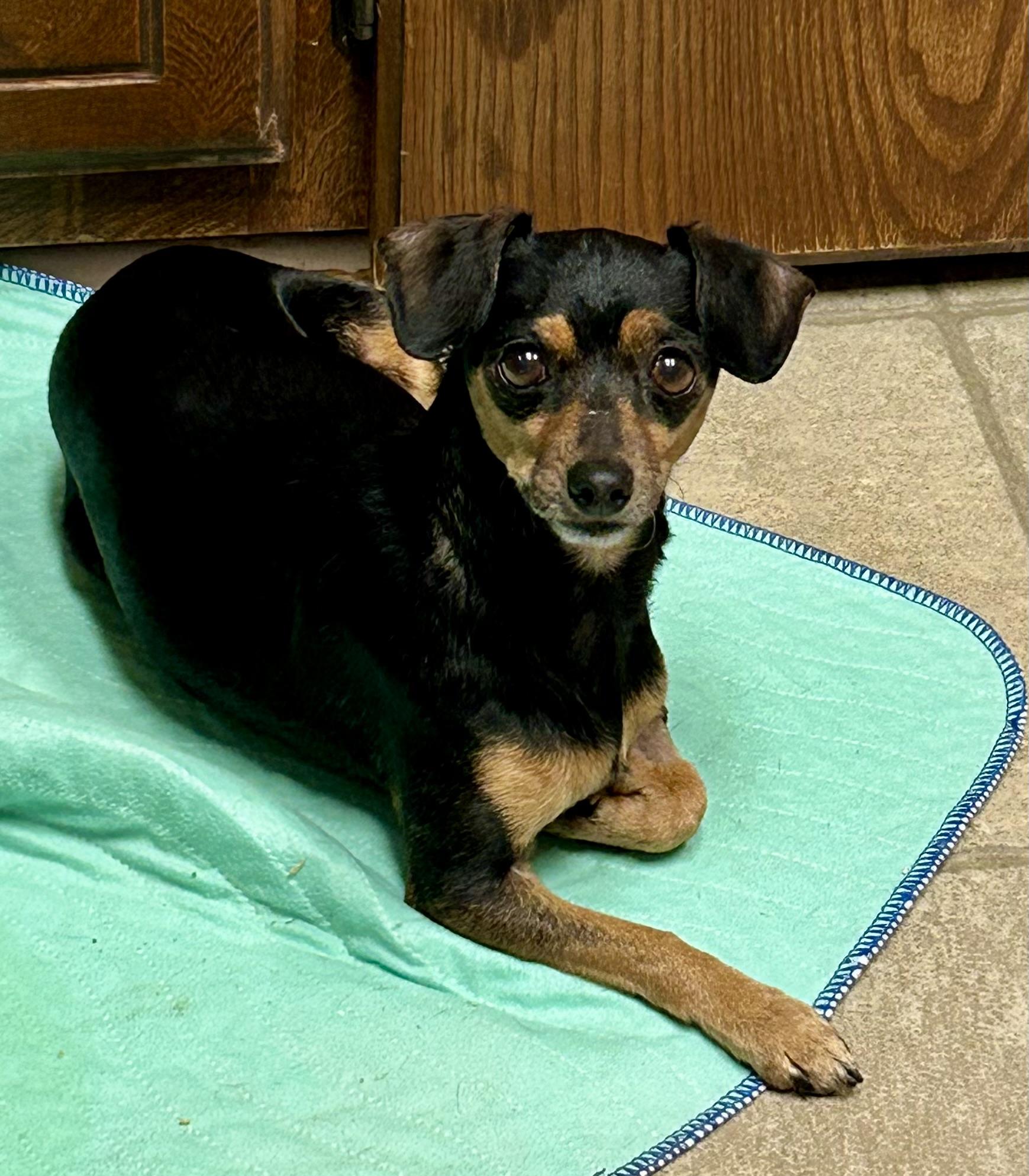Raya, Adoptable, Adult Female Dachshund & Chihuahua.