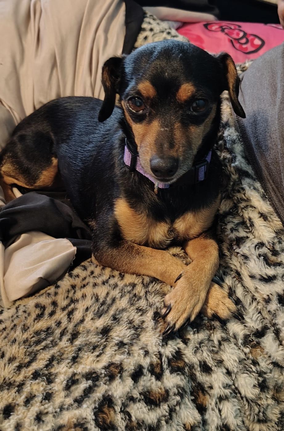 Raya, Adoptable, Adult Female Dachshund & Chihuahua.