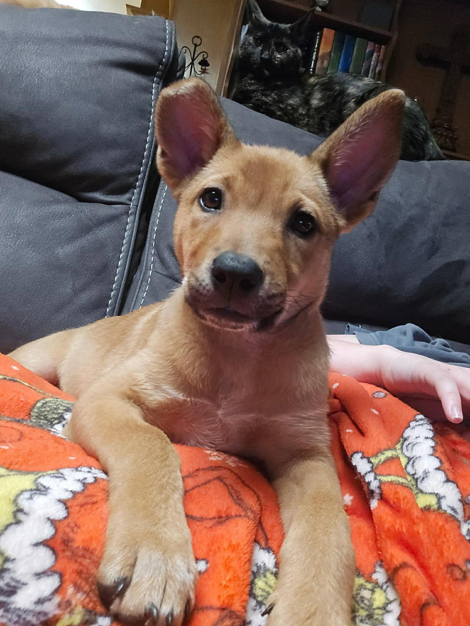 Charli, Adoptable, Puppy Female Shiba Inu & Terrier.