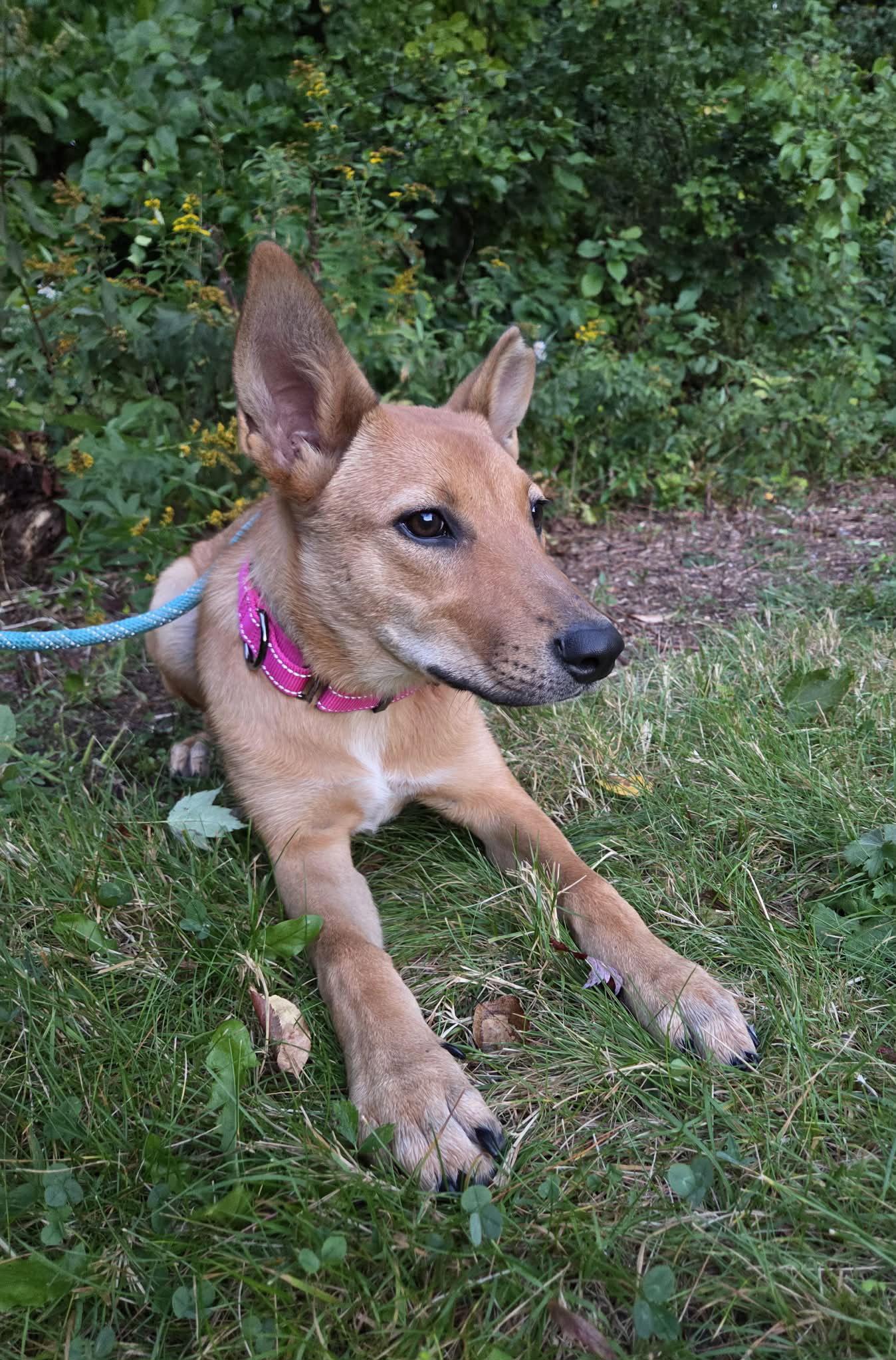 Enlarge Charli, a Adoptable mixed breed in Newport, NH image 2/3