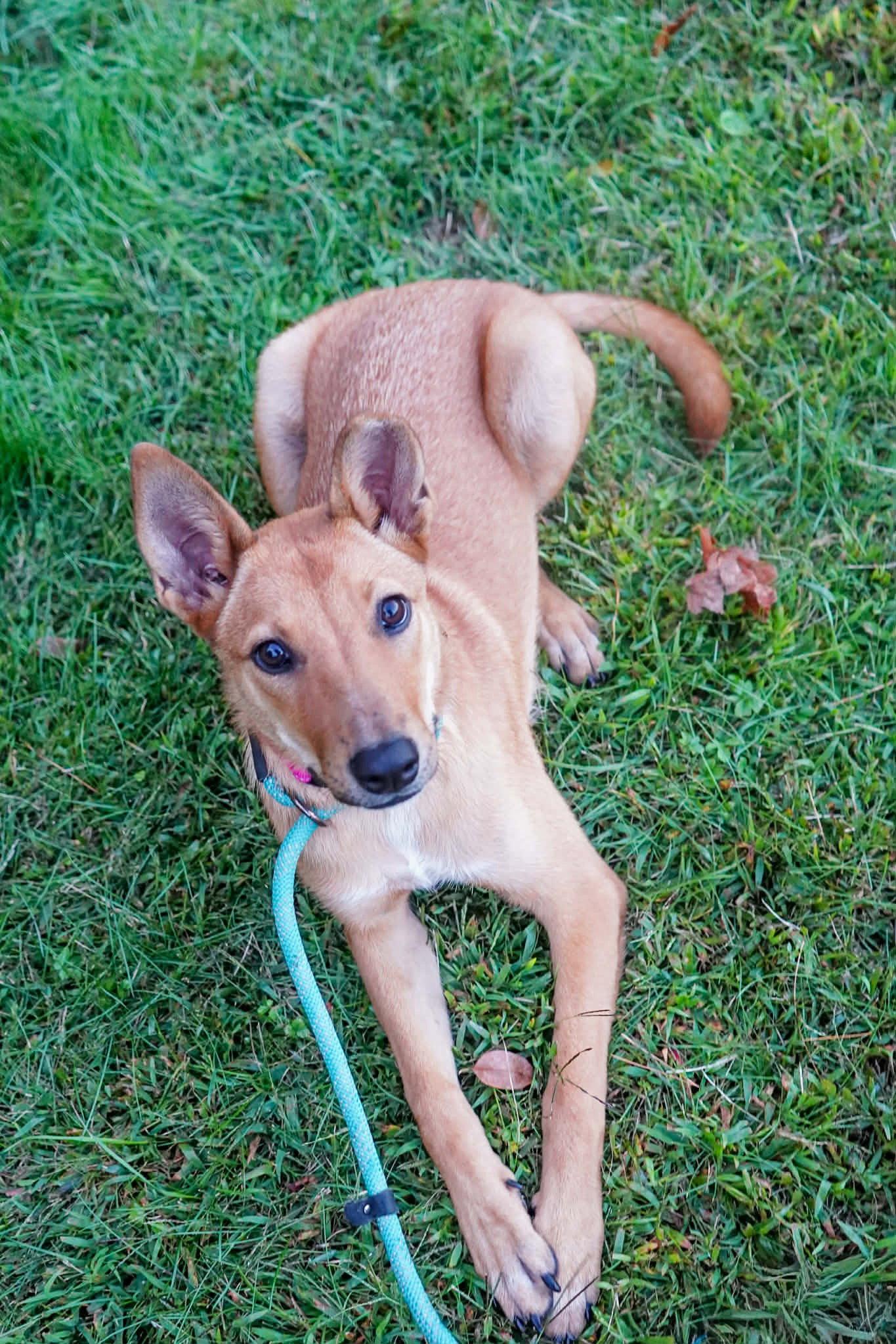 Enlarge Charli, a Adoptable mixed breed in Newport, NH image 3/3
