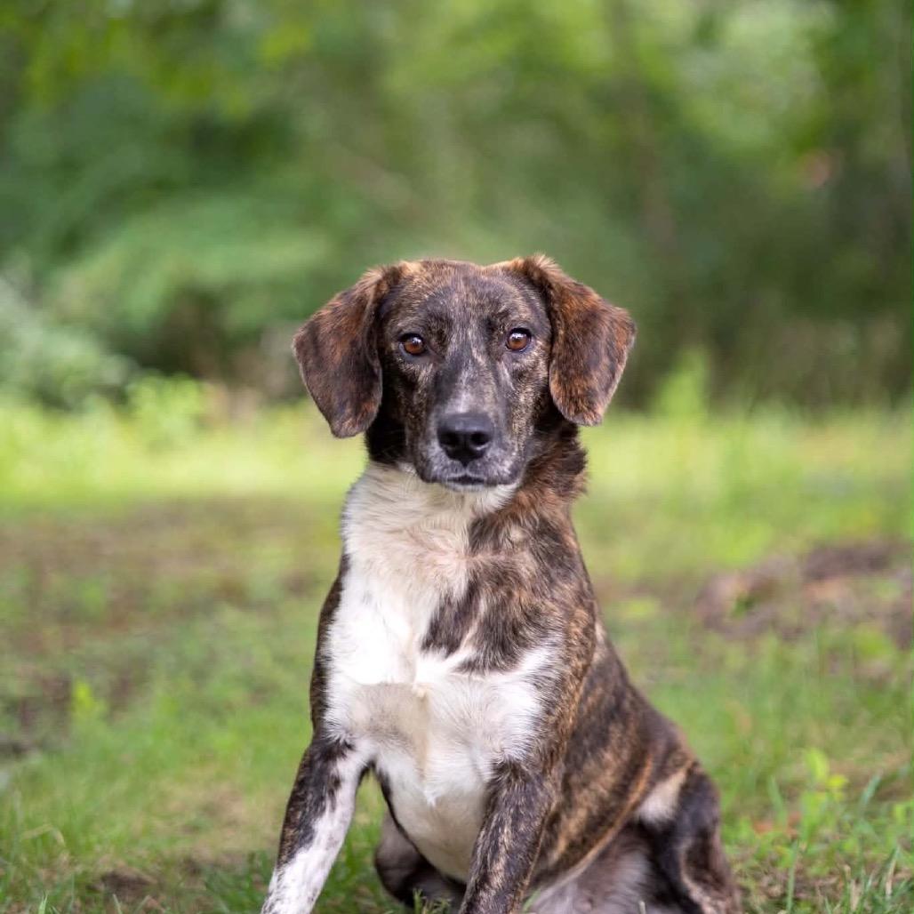 Sugar, Adoptable, Adult Female Plott Hound & Mixed Breed.