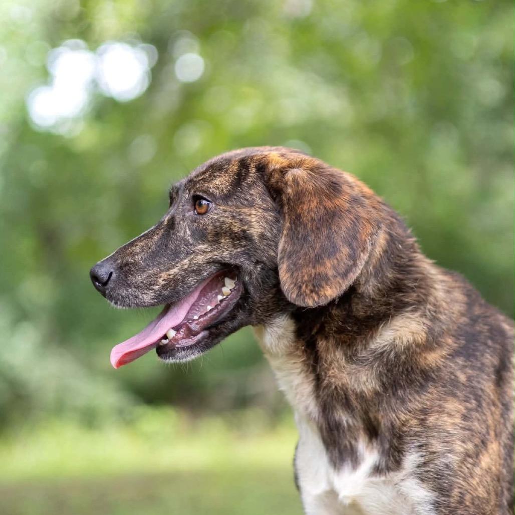 Enlarge Sugar, a Adoptable mixed breed in Washington, DC image 2/3