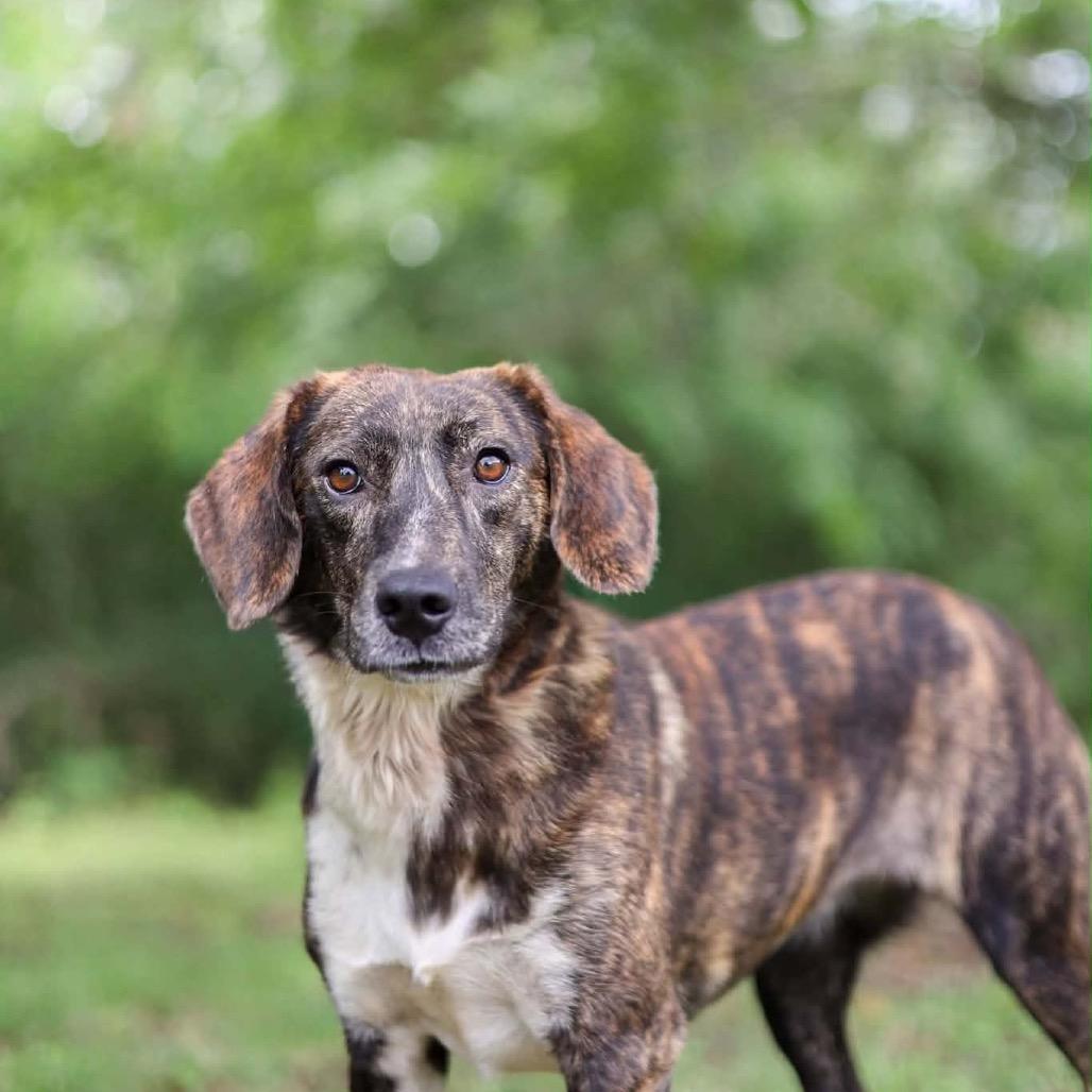 Enlarge Sugar, a Adoptable mixed breed in Washington, DC image 3/3