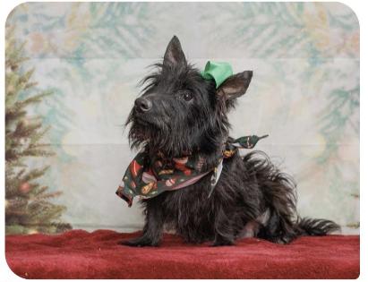 Thalia , adopted, Adult Female Scottish Terrier.