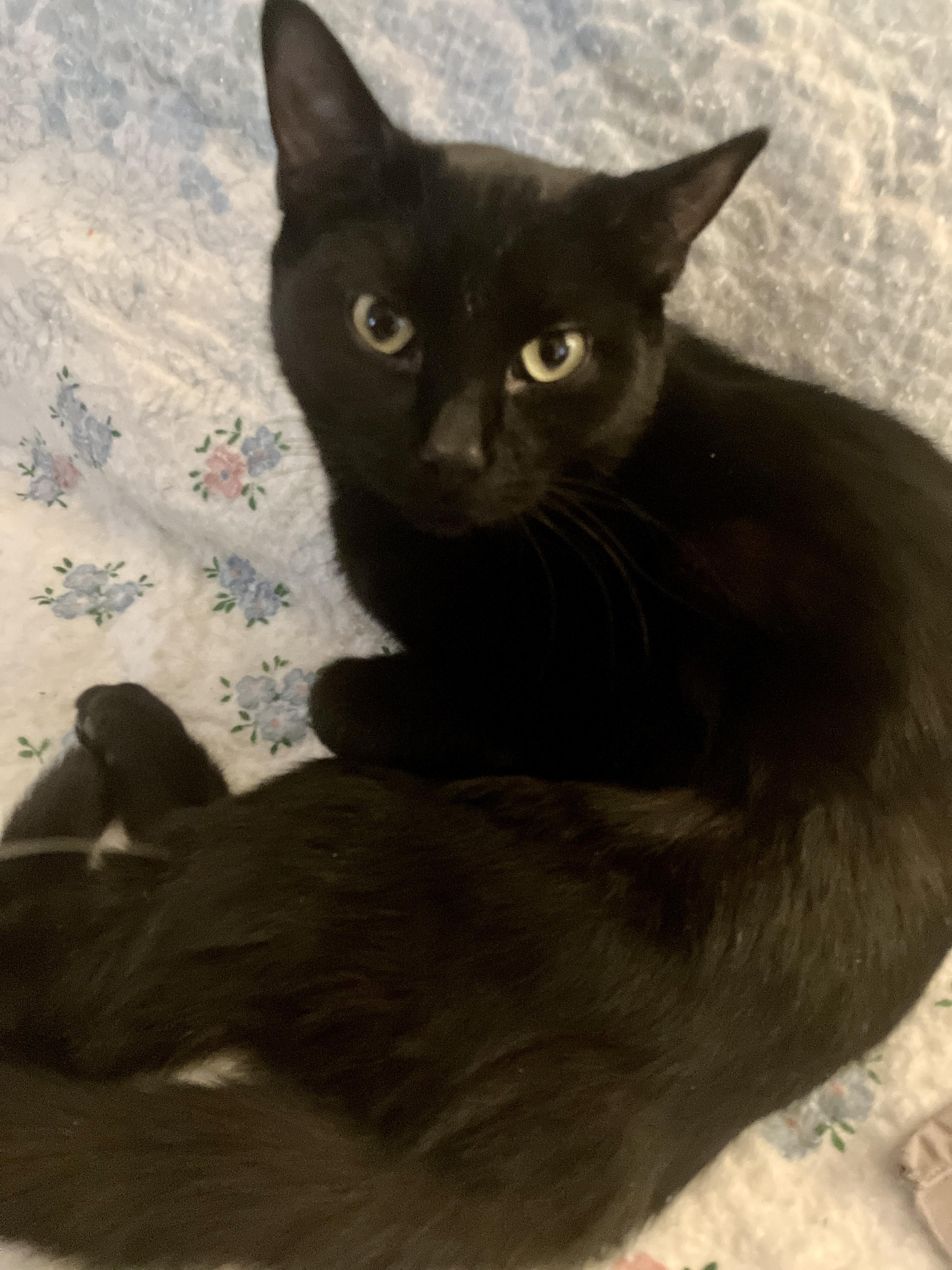 Enlarge Jinx, a ADOPTABLE Domestic Short Hair in Detroit, MI image 1/1