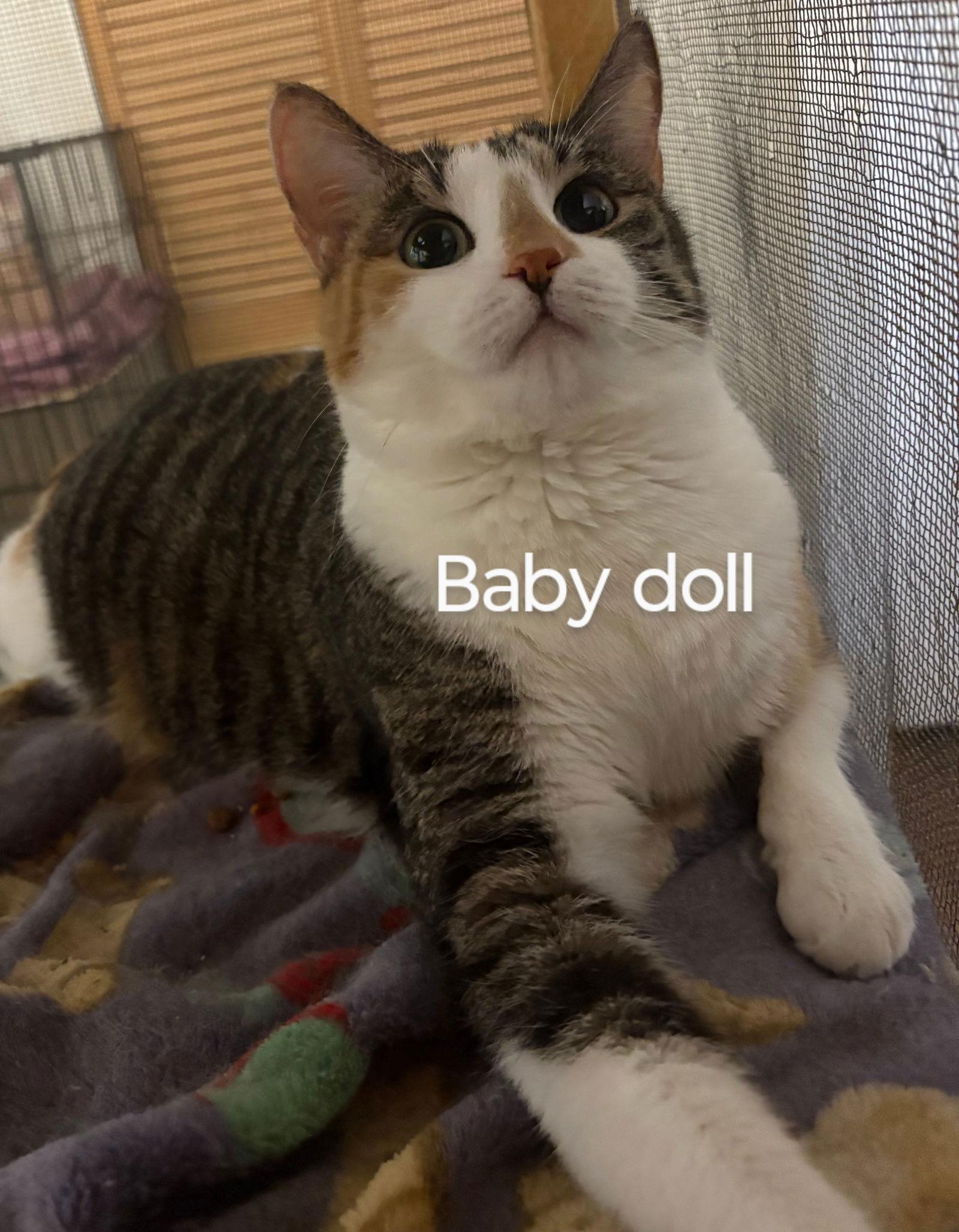 Babydoll, Adoptable, Adult Female Calico & Domestic Short Hair.