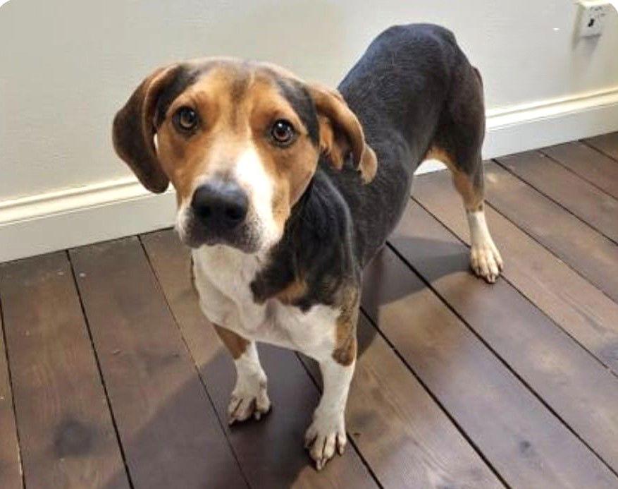 Copper IX, a Adoptable Beagle in Dunnellon, FL image 1/3