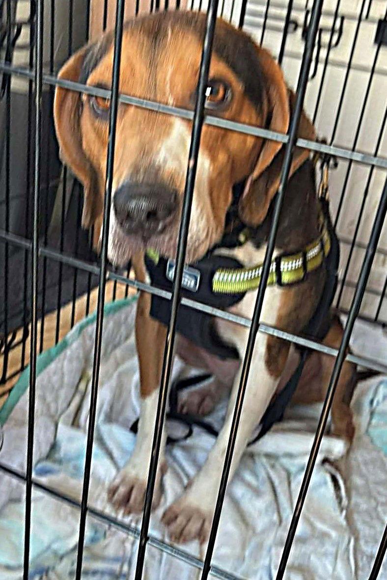 Copper IX, a Adoptable Beagle in Dunnellon, FL image 2/3