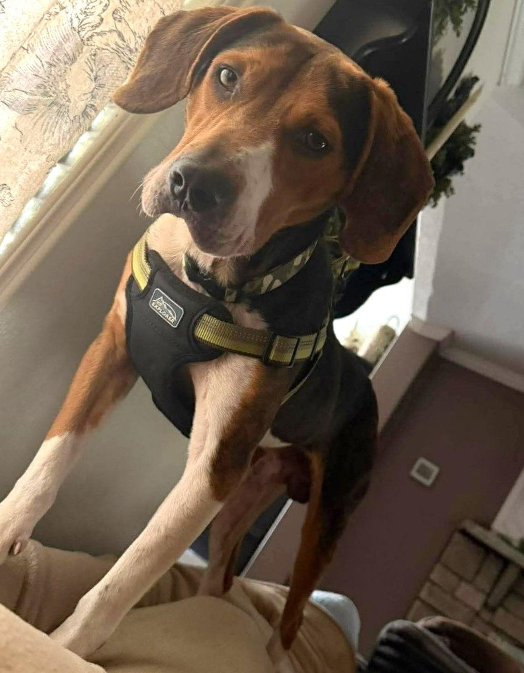 Copper IX, a Adoptable Beagle in Dunnellon, FL image 3/3