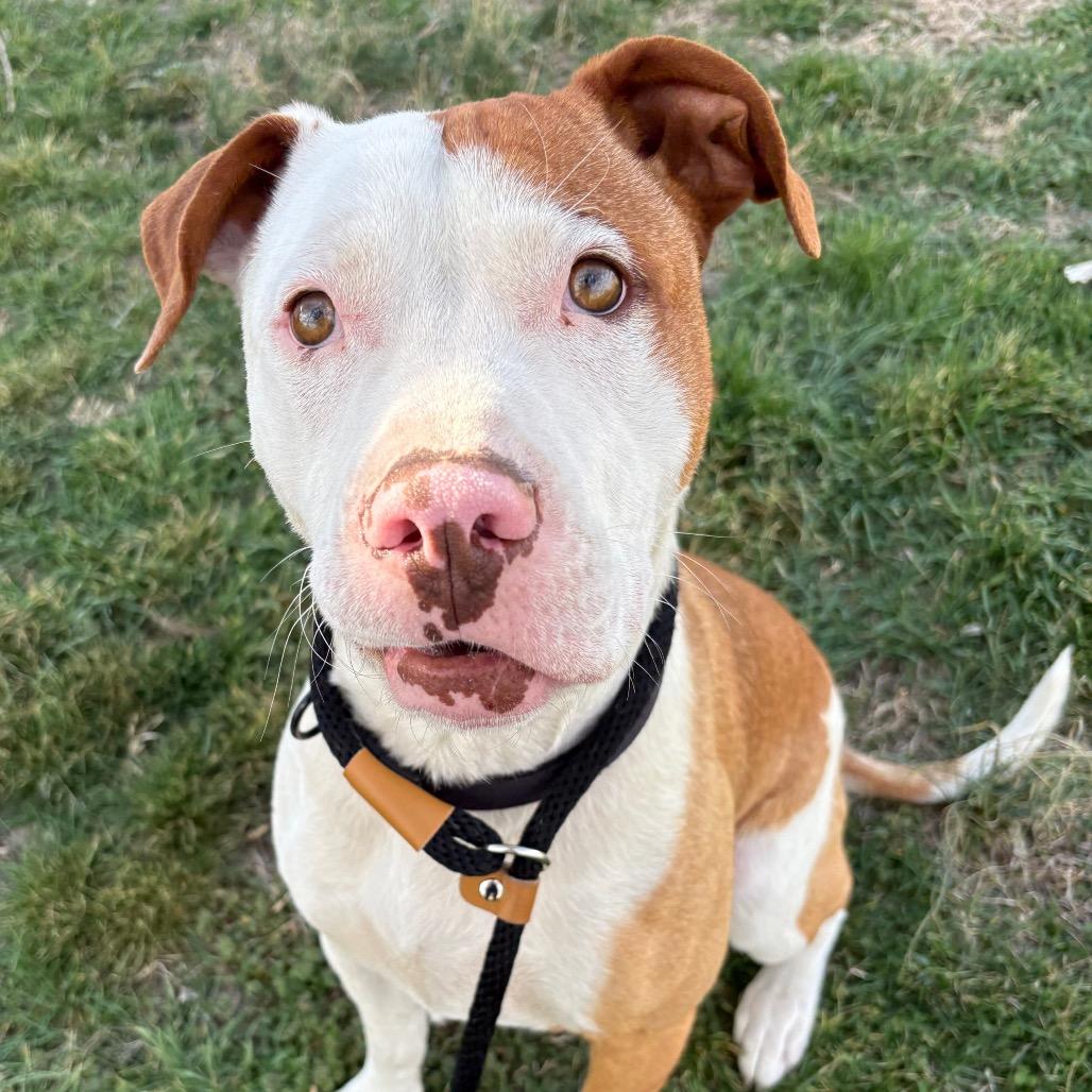 Enlarge Kevin, a Adoptable mixed breed in St Joseph, MO image 1/2