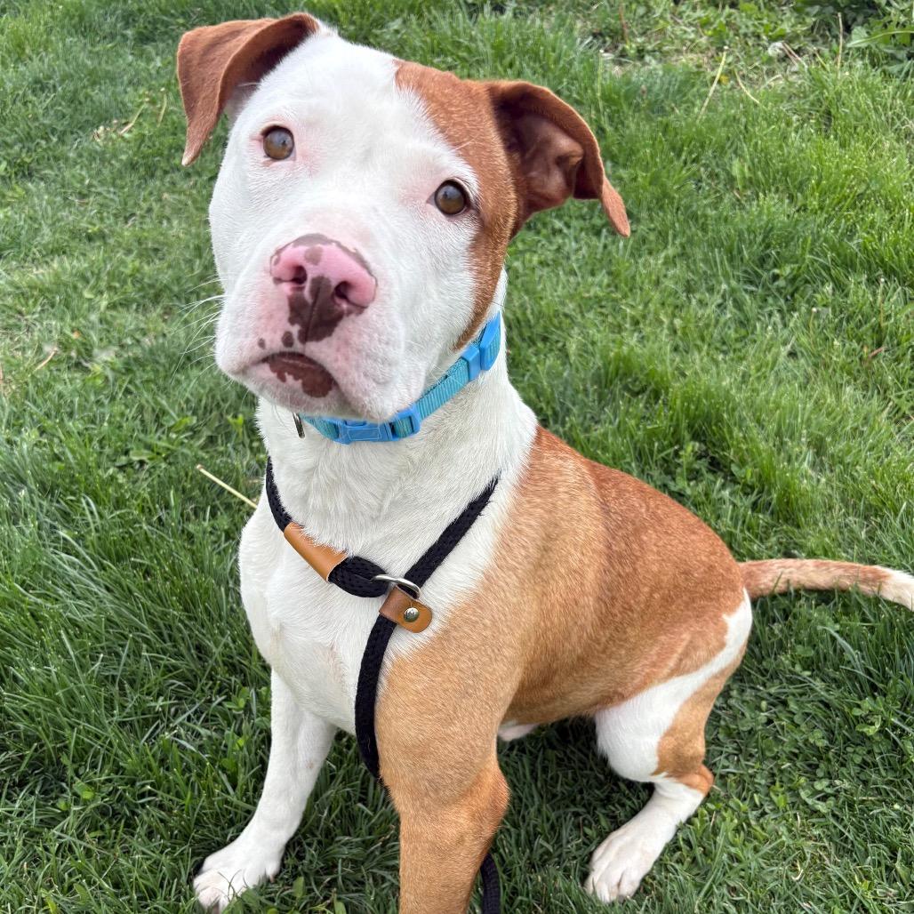 Kevin, Adoptable, Young Male Pit Bull Terrier & Mixed Breed.