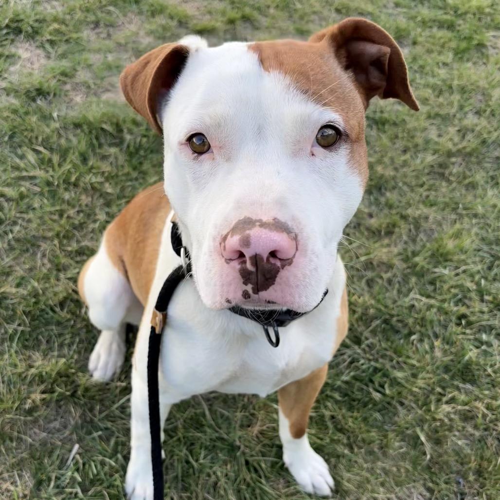 Enlarge Kevin, a Adoptable mixed breed in St Joseph, MO image 2/2