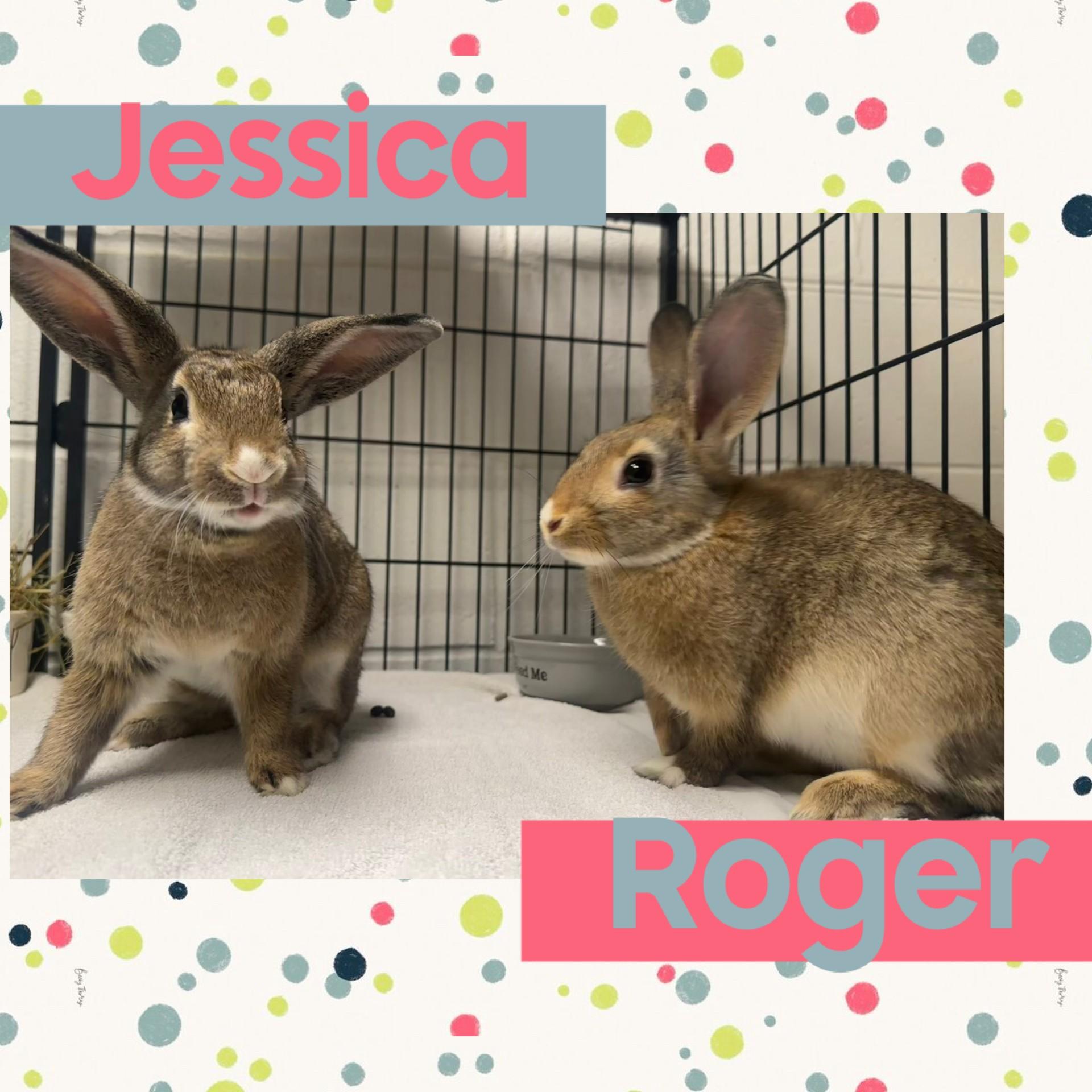 Enlarge Jessica and Roger, a Adoptable American in North Kingstown, RI image 1/1