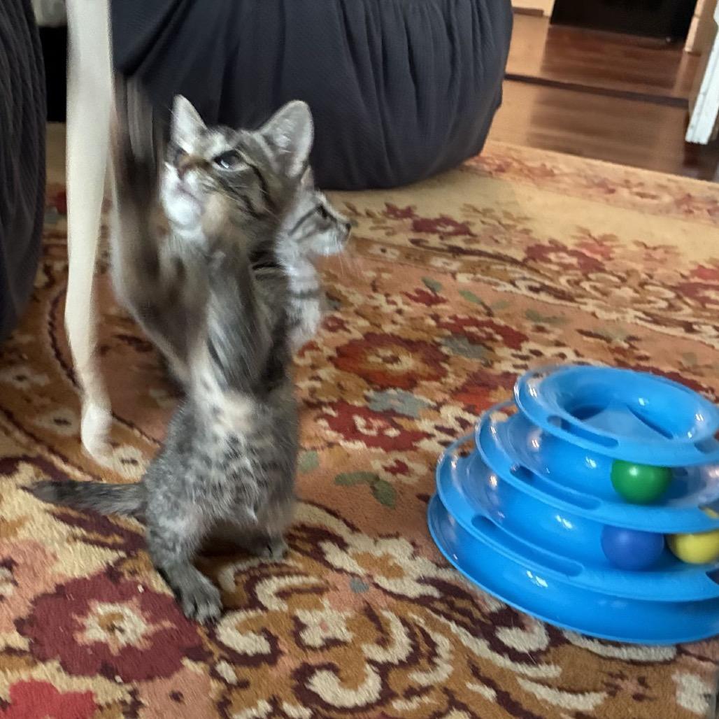 Enlarge Tigeroo *Meet me at Eden Prairie Petsmart, a Adoptable Domestic Short Hair in Eden Prairie, MN image 3/5