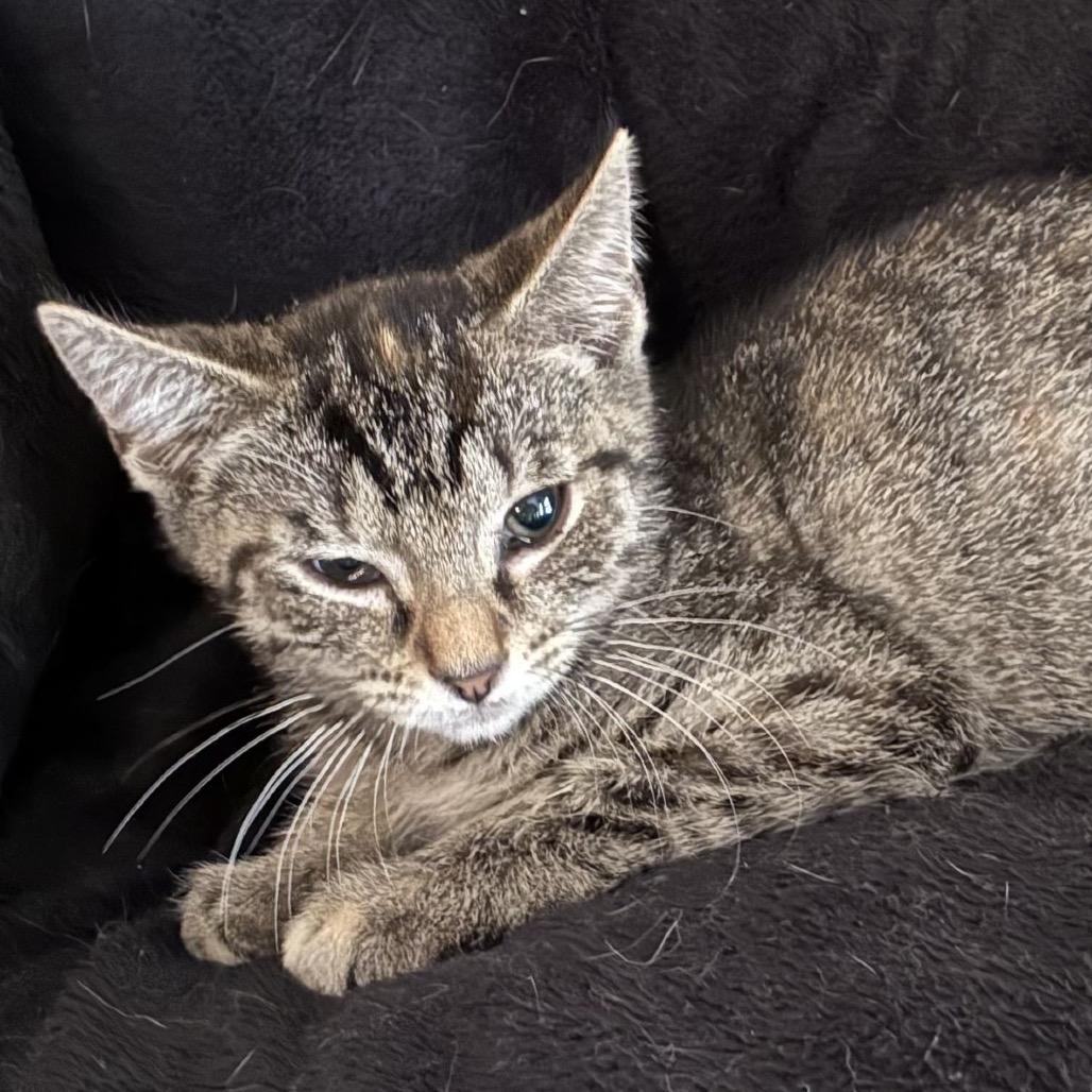 Enlarge Tigeroo *Meet me at Eden Prairie Petsmart, a Adoptable Domestic Short Hair in Eden Prairie, MN image 2/5