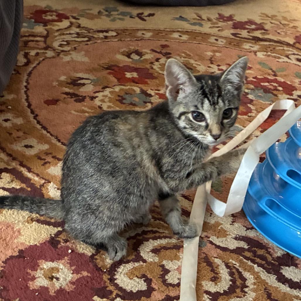 Enlarge Tigeroo *Meet me at Eden Prairie Petsmart, a Adoptable Domestic Short Hair in Eden Prairie, MN image 1/5