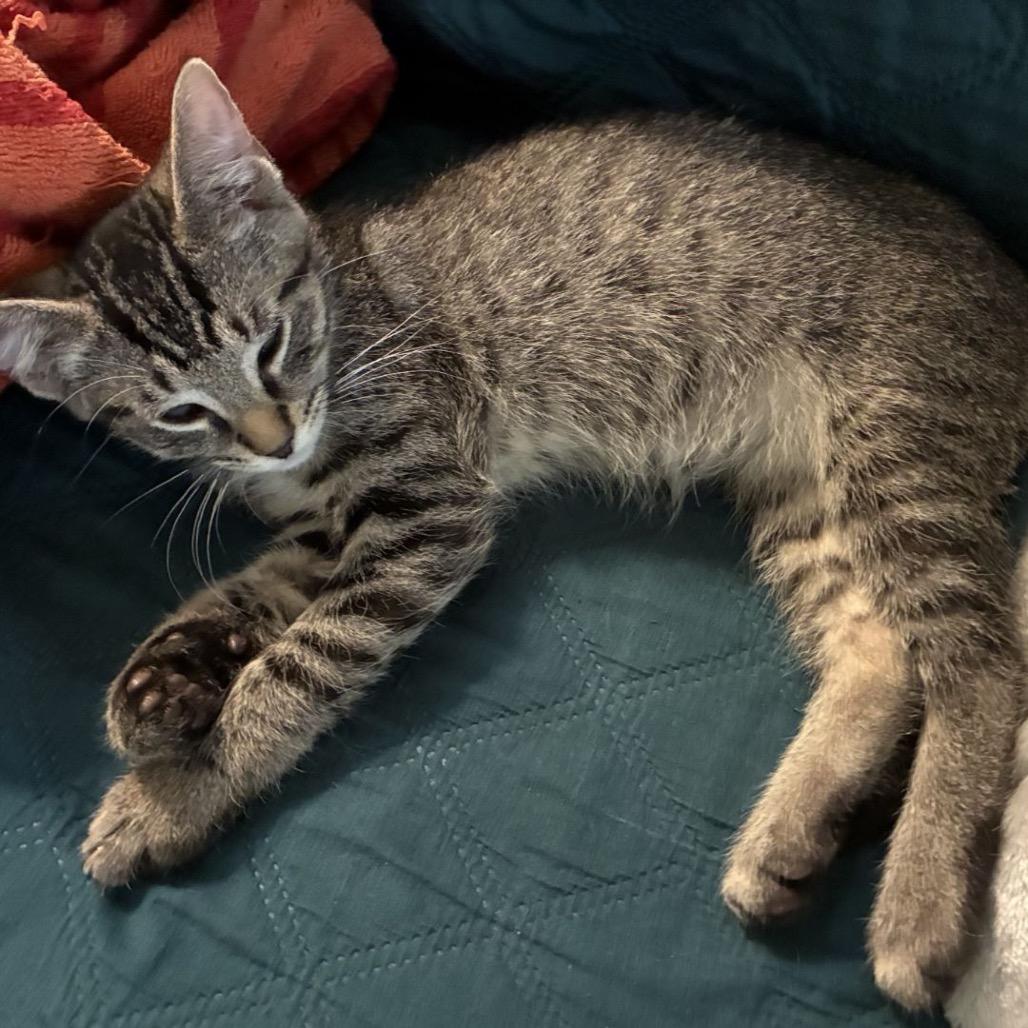 Enlarge Tigeroo *Meet me at Eden Prairie Petsmart, a Adoptable Domestic Short Hair in Eden Prairie, MN image 5/5